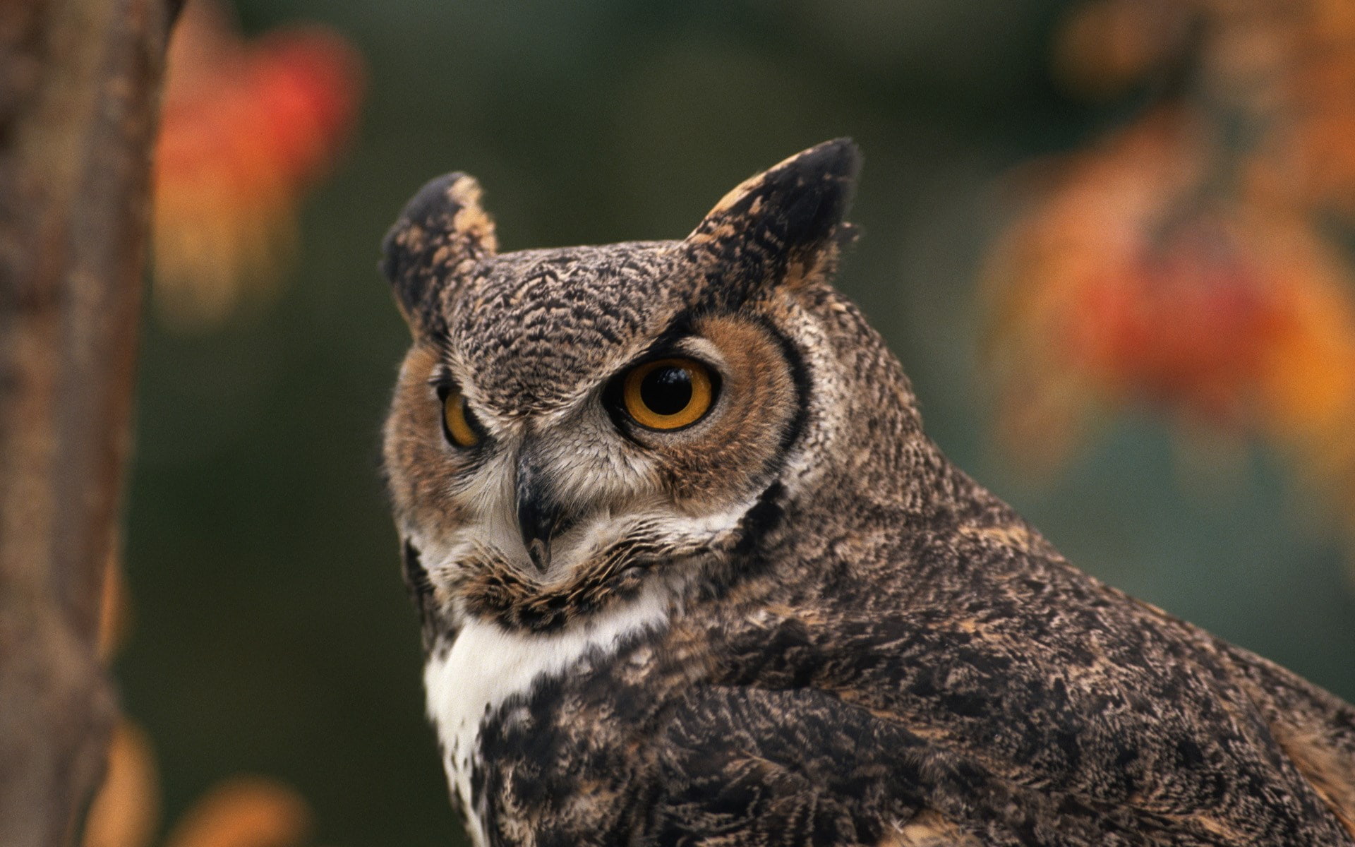 1080P, great horned owl, HD Wallpaper