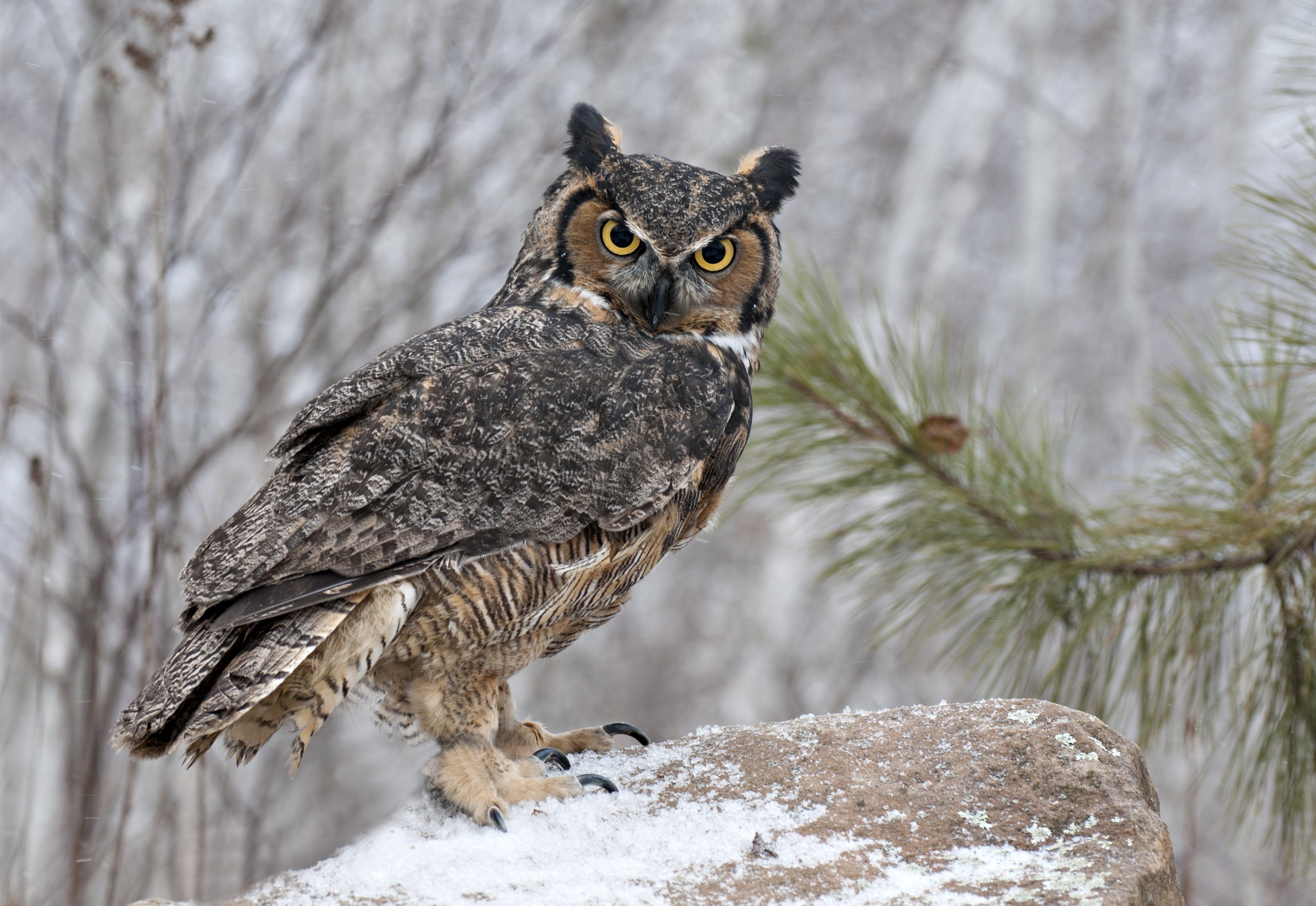 great horned owl, 2K, HD Wallpaper