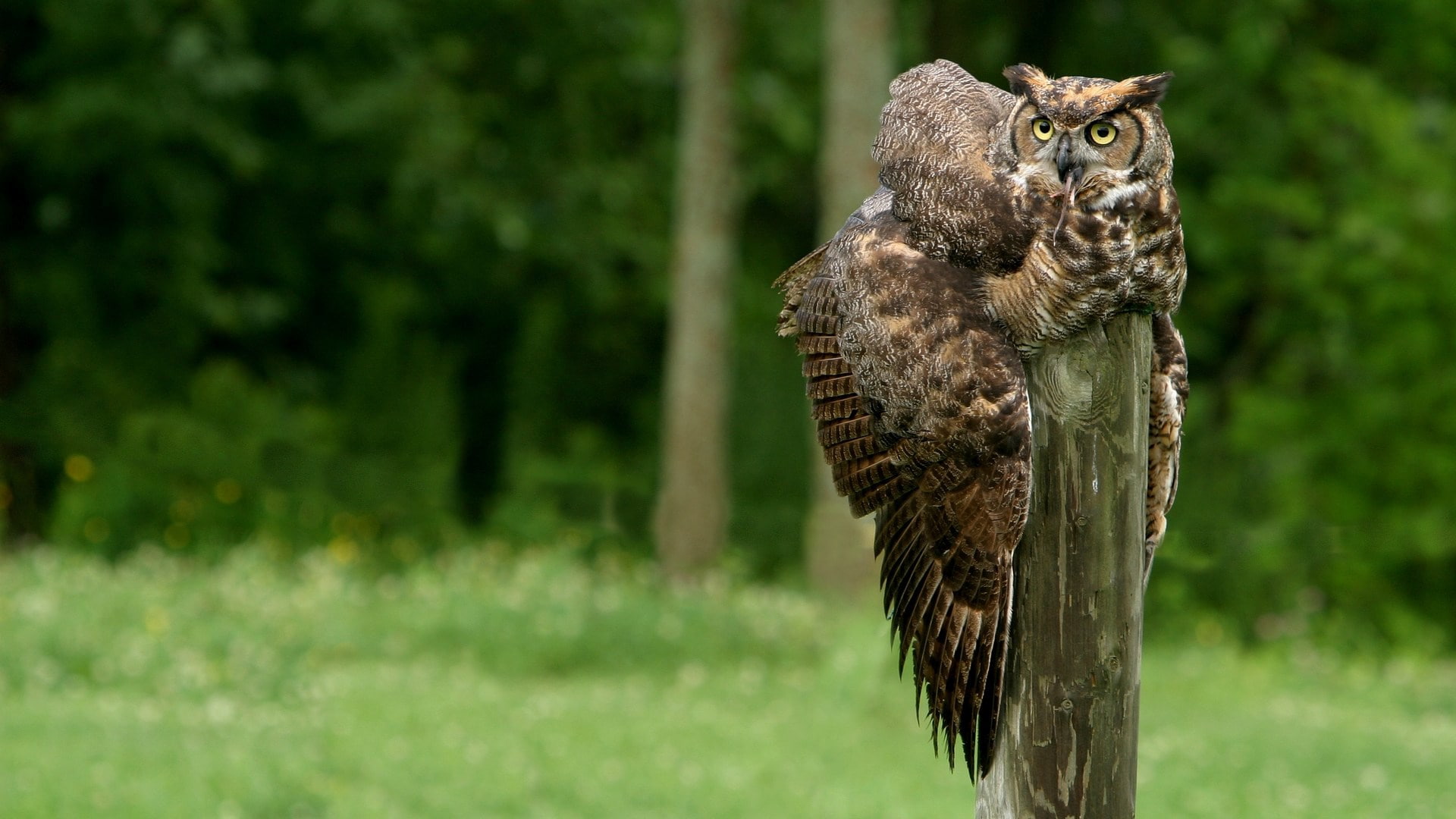 1080P, great horned owl, HD Wallpaper
