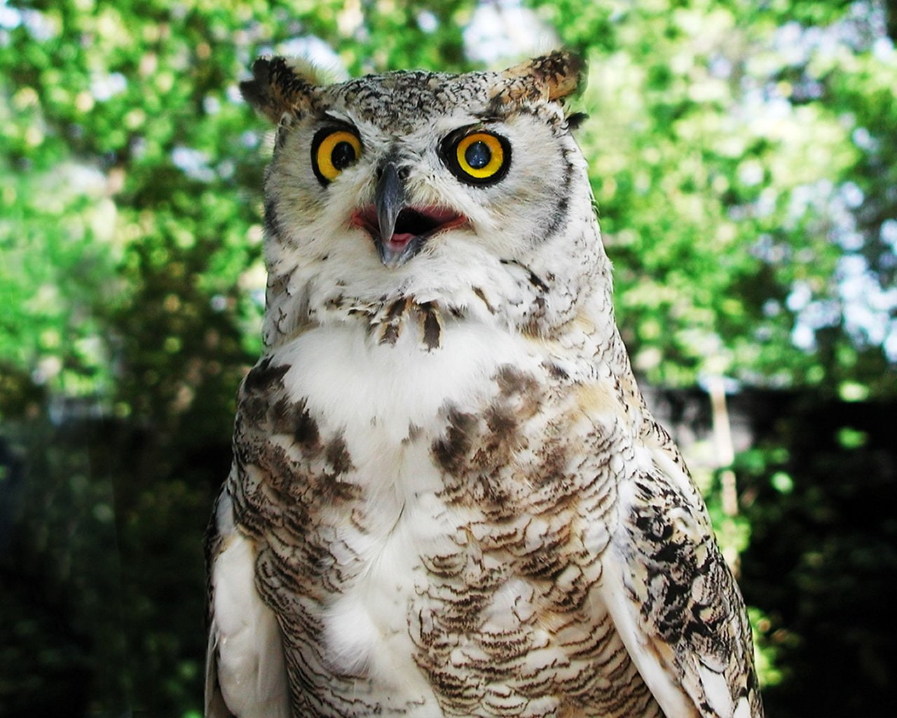 720P, Hooter, Great horned owl, Hoot, Birds, Owl, HD Wallpaper