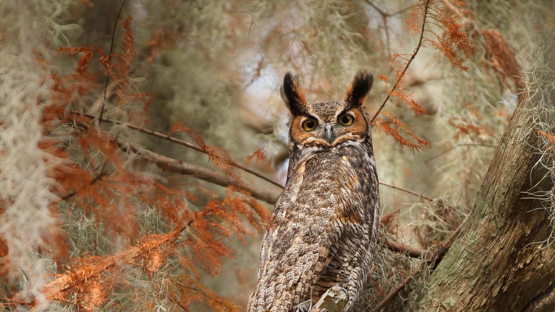 Great Horned Owl, Owl, 1080P, Birds, Wildlife, Bird, HD Wallpaper