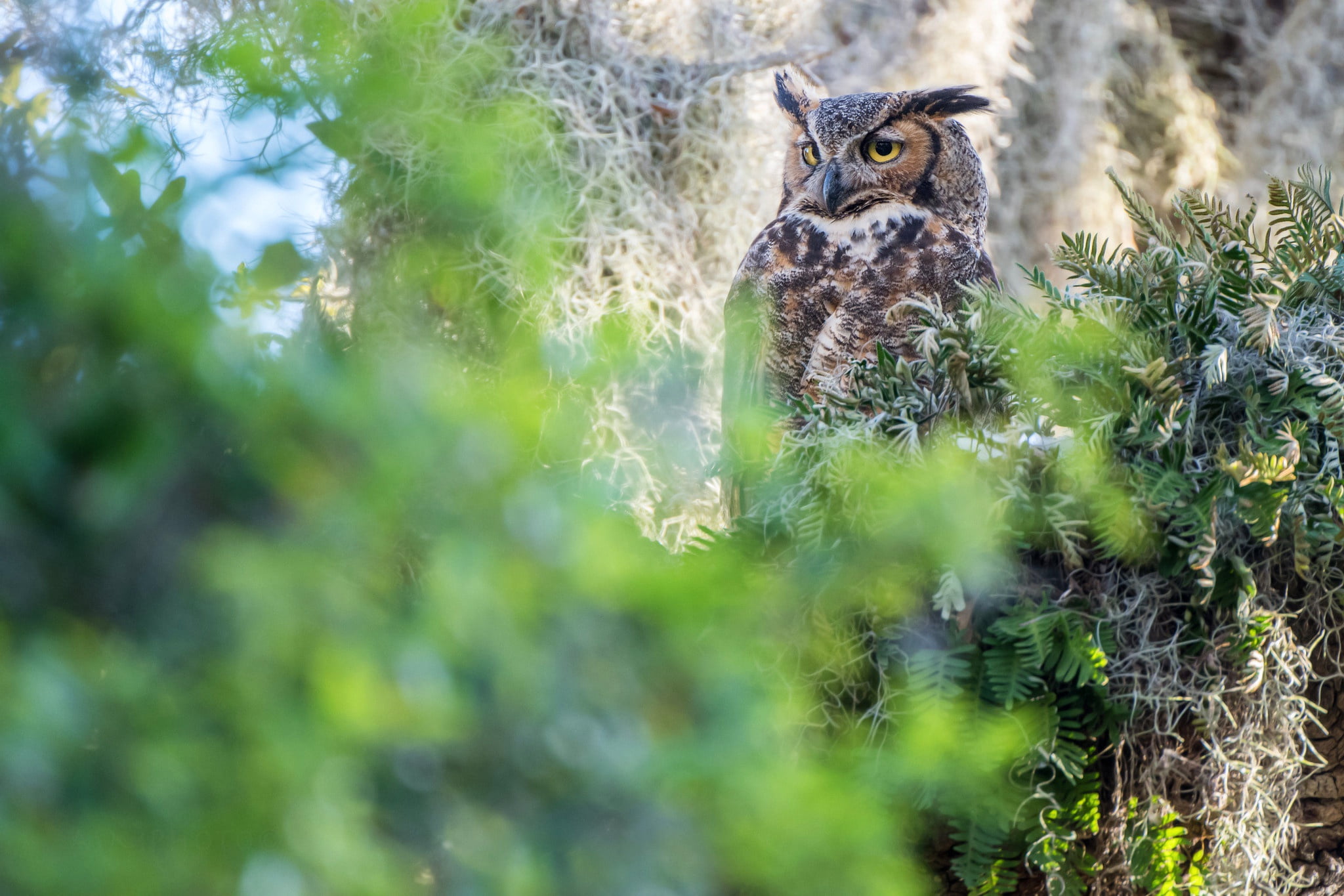 Birds, Owl, 1080P, Great Horned Owl, Bird, Wildlife, HD Wallpaper