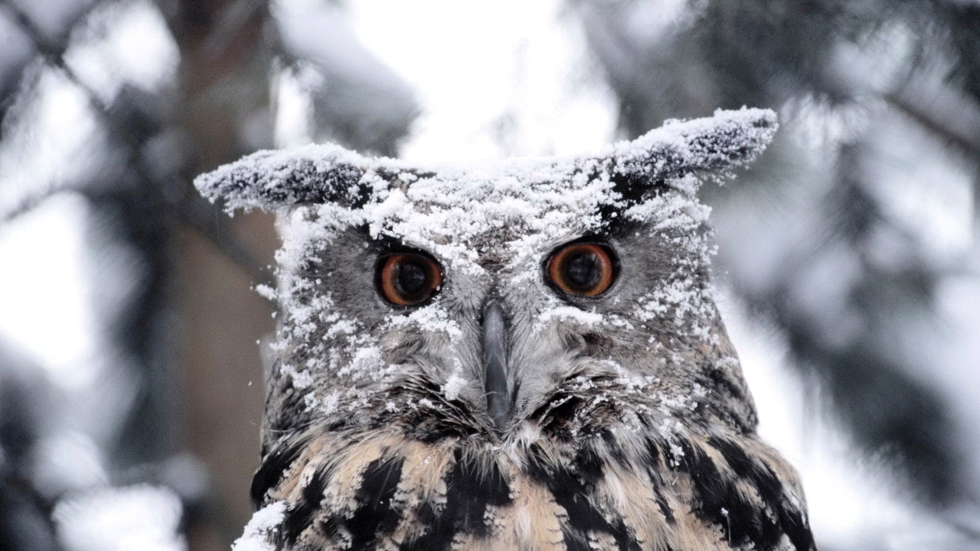 great horned owl, 1080P, HD Wallpaper