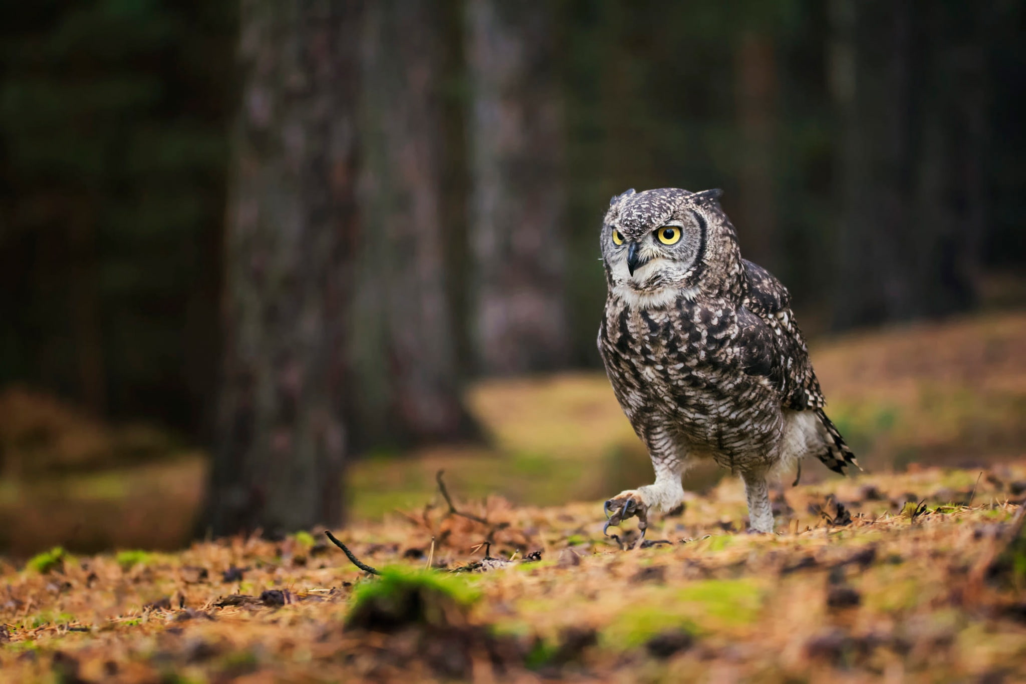 Great horned owl, Birds, Owl, 1080P, HD Wallpaper