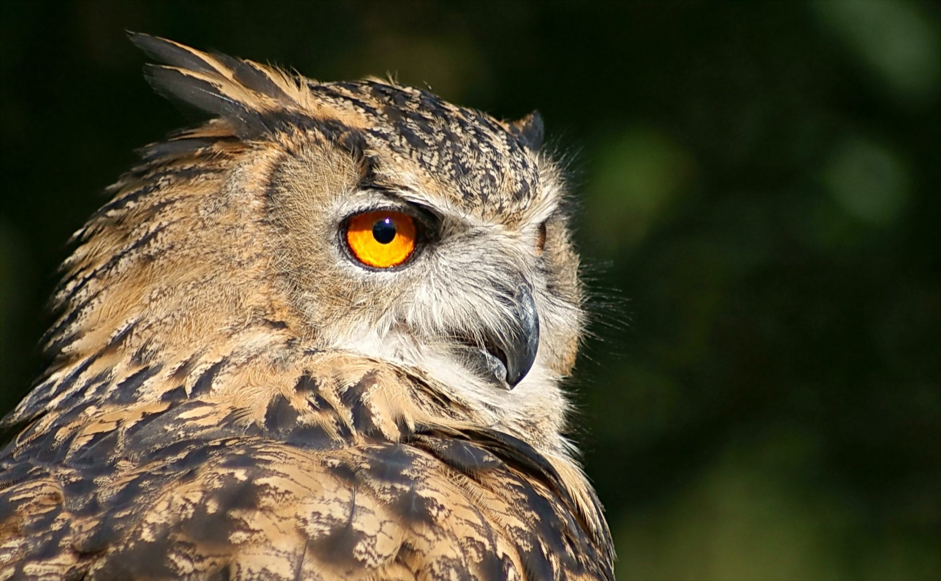 Great horned owl, Birds, 1080P, HD Wallpaper