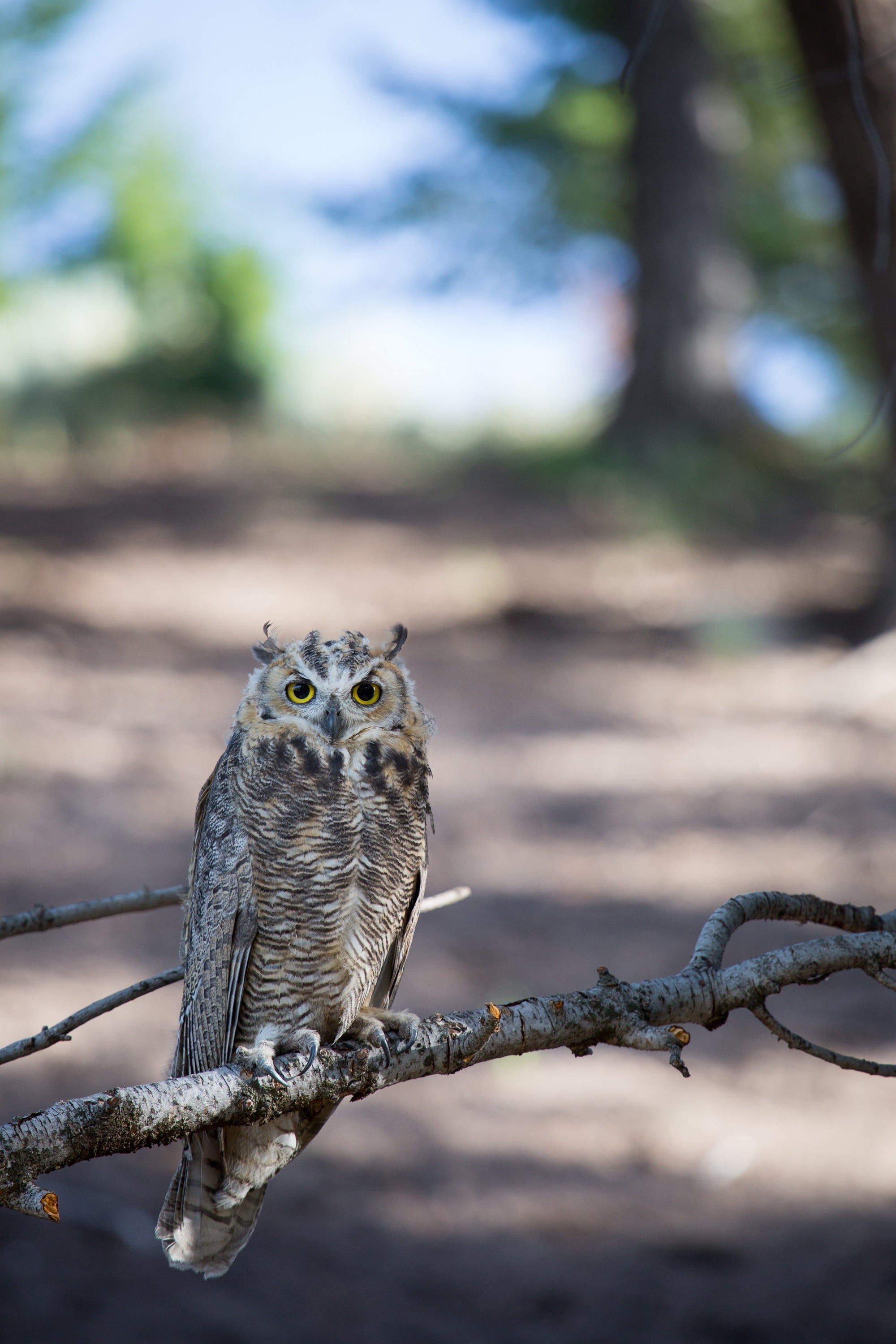 looking at camera, photo, owl, tree, land, perched, close-up, focus on foreground, focus, nocturnal, perching, raptor, wildlife, stare, portrait, bird of prey, Phone HD Wallpaper