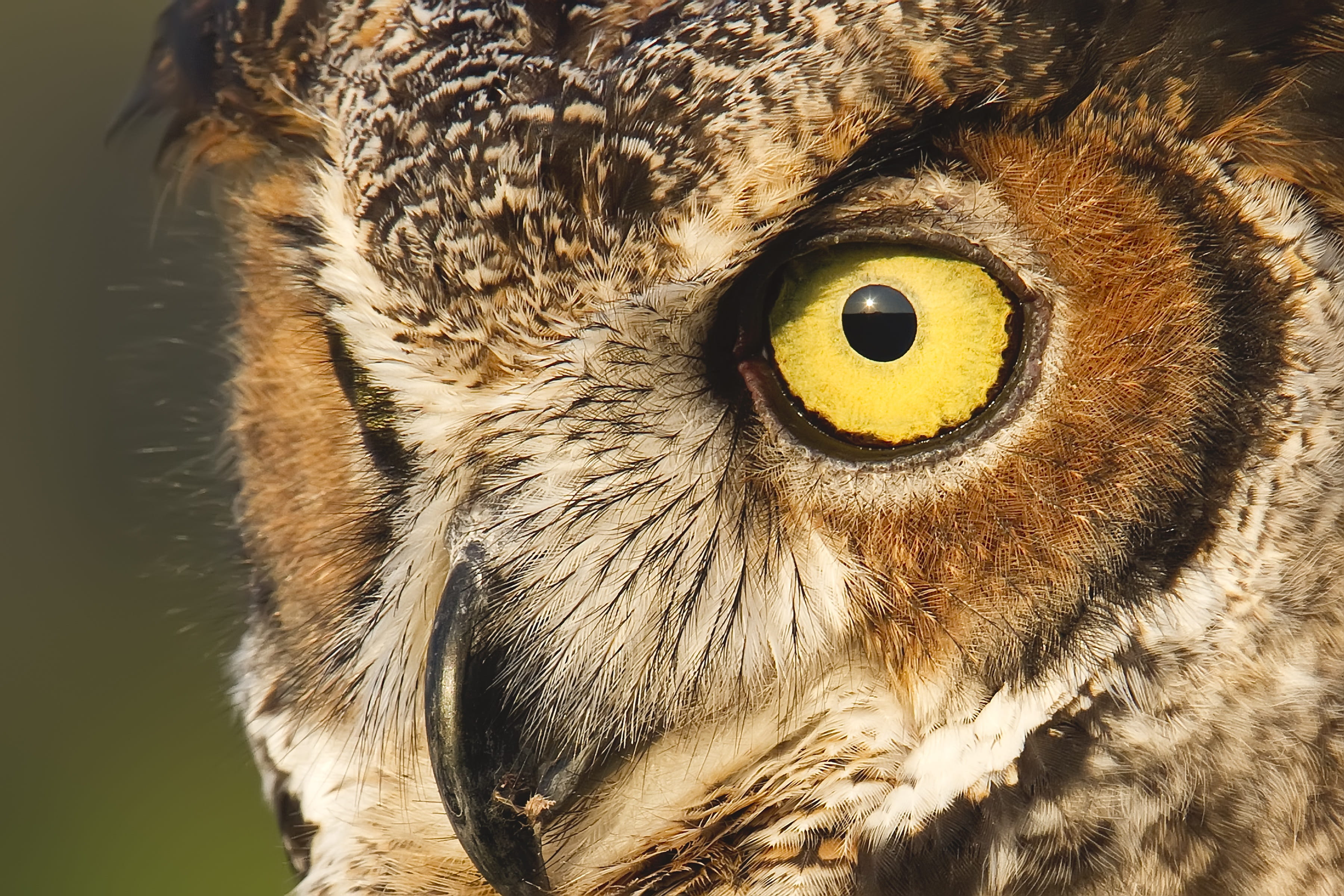 owl, animal wildlife, yellow eyes, close-up, feathers, nocturnal, day, one animal, eyes, mammal, 2K, portrait, raptor, bird, focus on foreground, whisker, HD Wallpaper