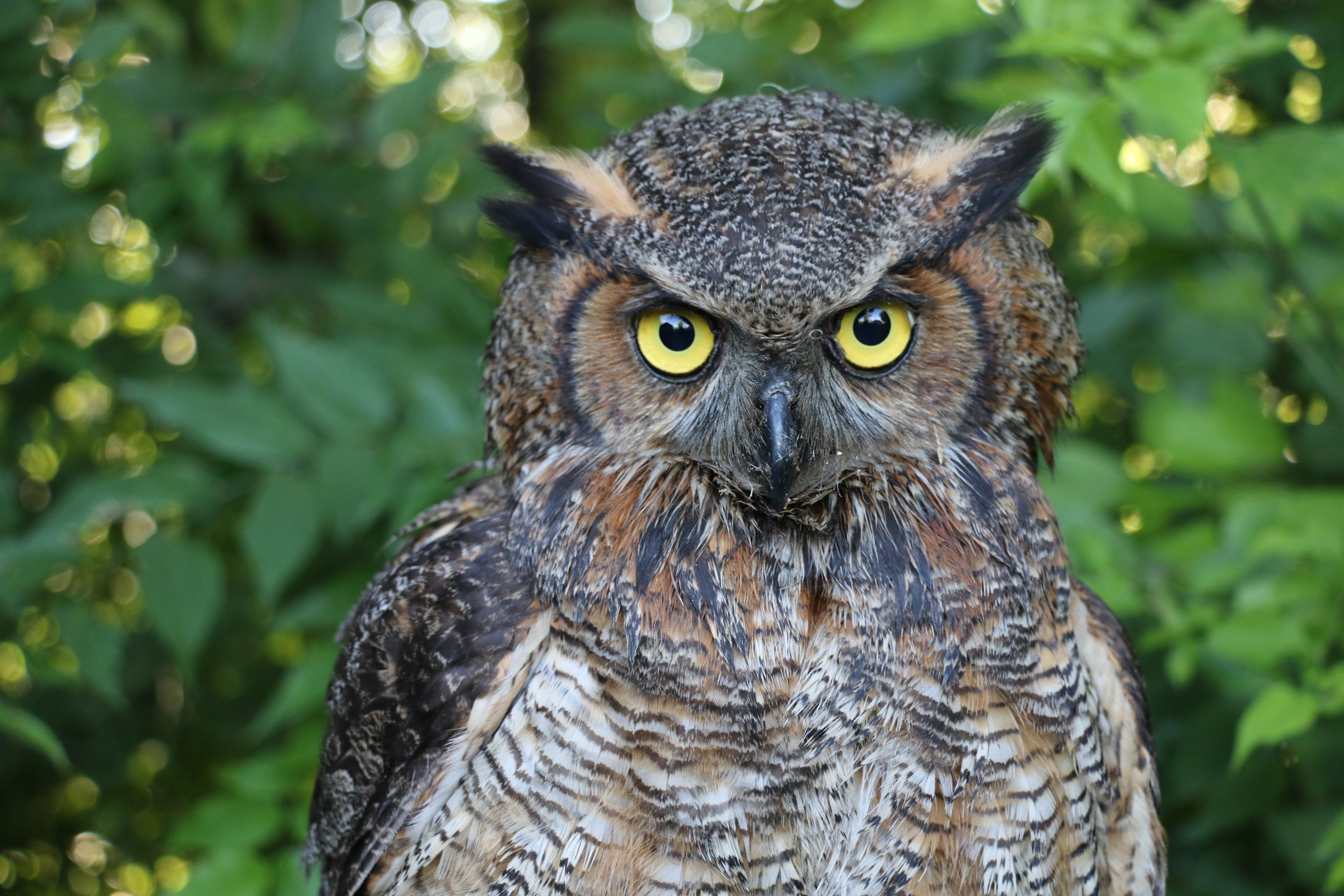 eyes, day, perched, focus on foreground, feathers, 5K, portrait, animal wildlife, wildlife, vertebrate, animal body part, animal head, great horned owl, HD Wallpaper