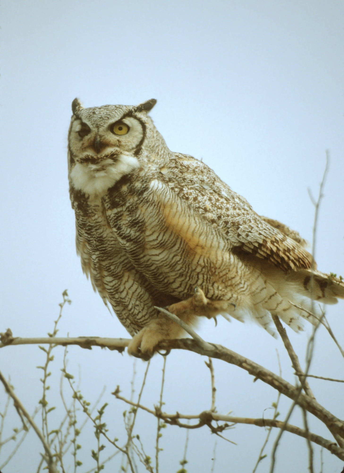bird, vertebrate, plant, clear sky, nocturnal, branch, perched, gray, portrait, no people, hunter, raptor, outdoors, nature, low angle view, beak, 1080P, Phone HD Wallpaper