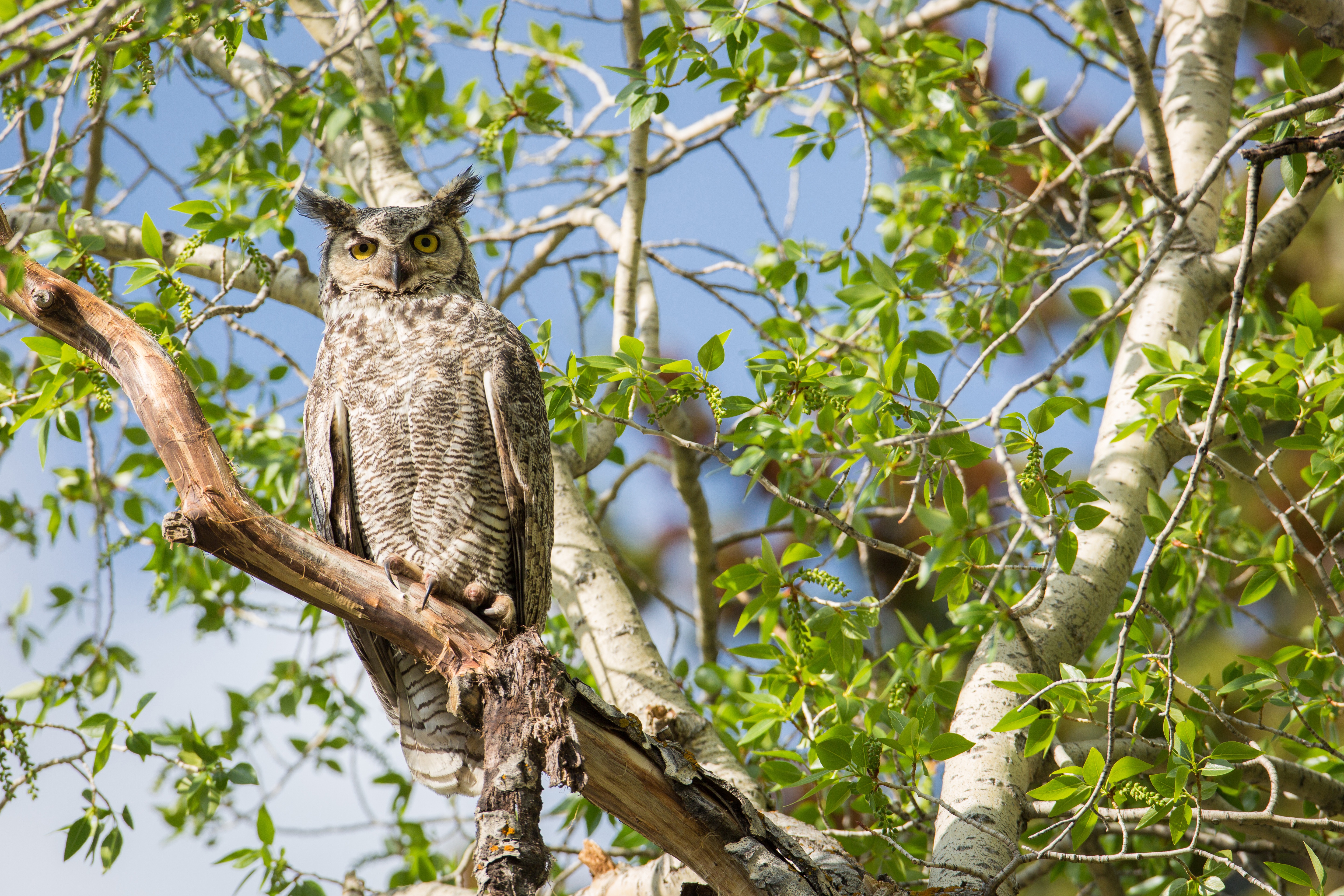 nocturnal, 5K, no people, outdoors, growth, tree, mammal, predator, owl, plant, animal, low angle view, raptor, america, animals in the wild, animal wildlife, HD Wallpaper