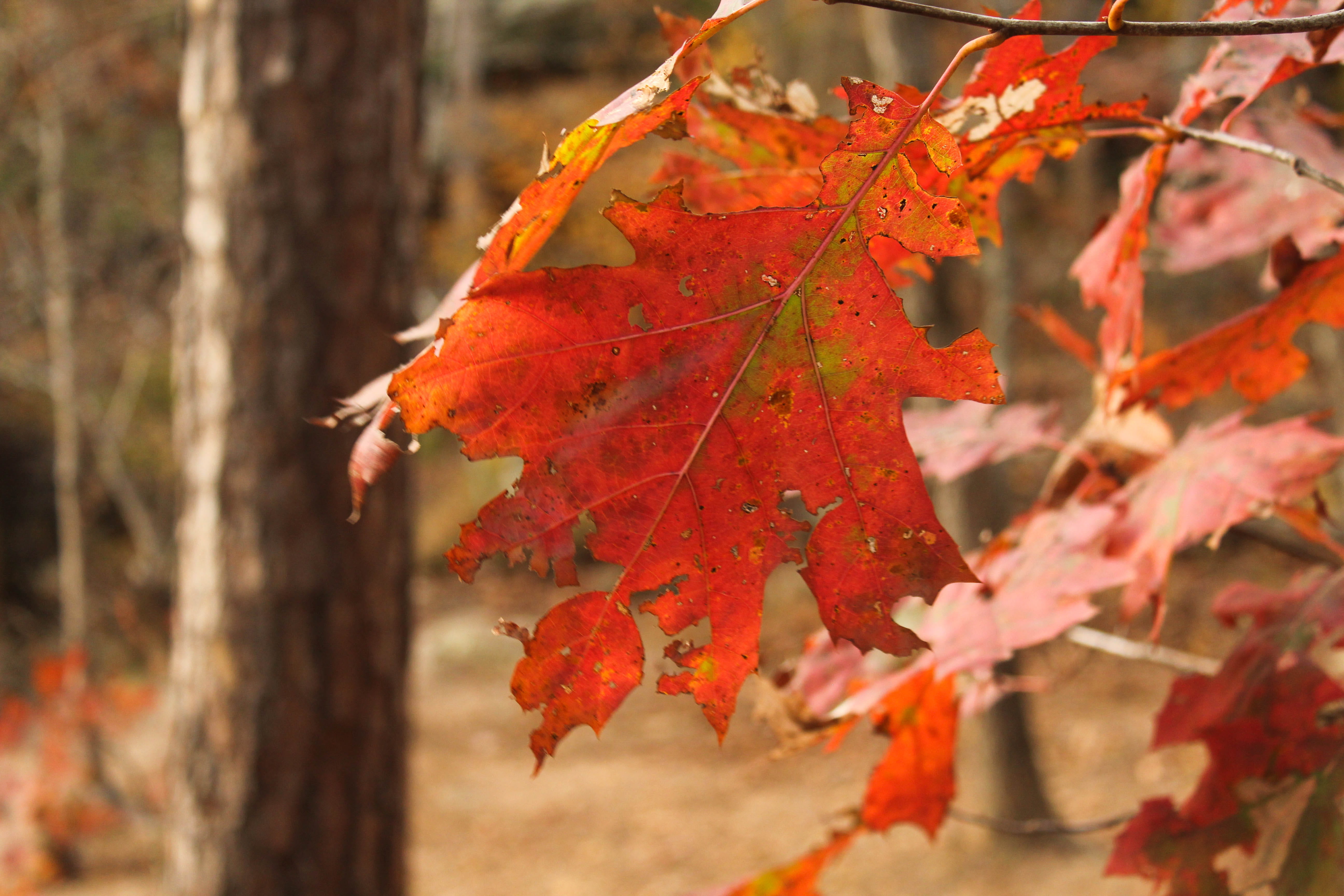 selective focus, kingston, yellow, autumn collection, trees, red, plant, natural condition, whitaker point trail, plant part, leaves, no people, trail, HD Wallpaper
