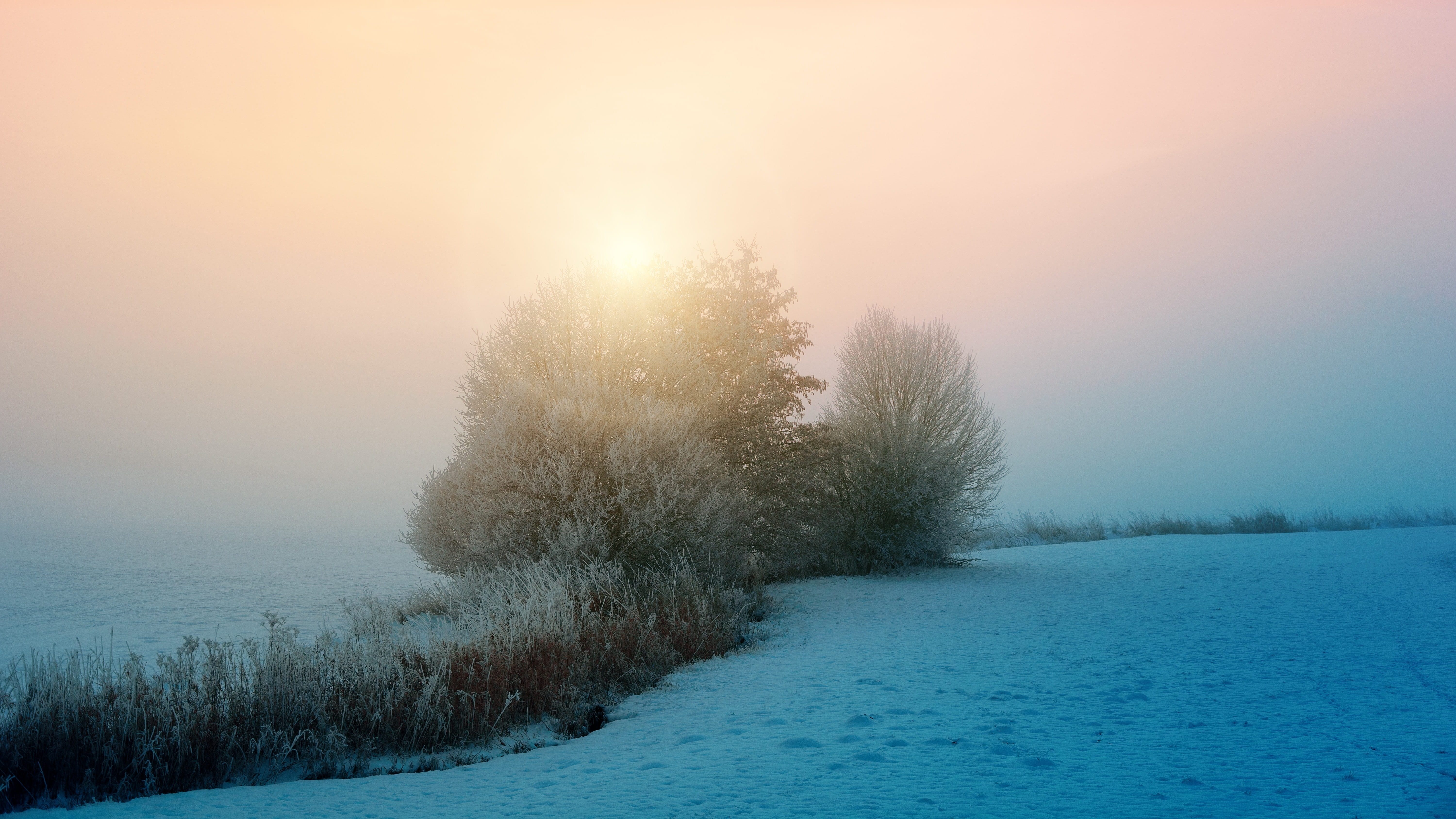 winter, nature, sun, ice, fog, tree, frost, plant, snow, landscape, pine tree, tranquility, afterglow, sunrise, forest, beauty in nature, abendstimmung, HD Wallpaper