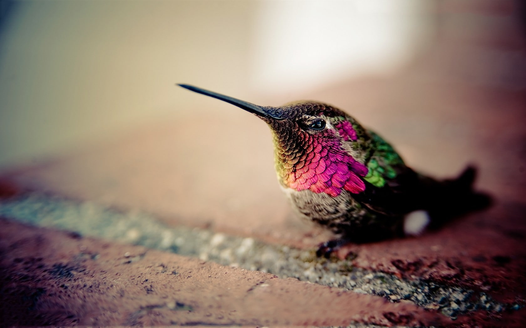art, hd, bokeh, 720P, BIRDS, depth, multicolor, animals, field, hummingbirds, ed, mcgowan, x, HD Wallpaper