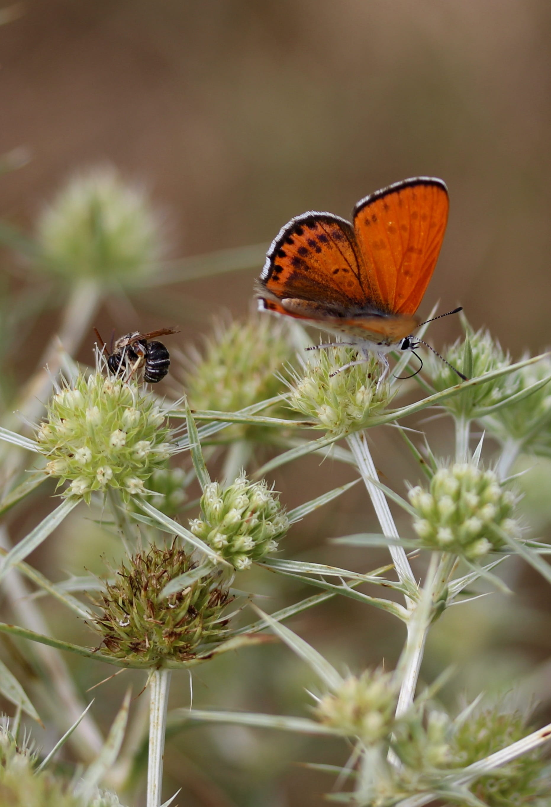 animal themes, fragility, pollination, flower head, animal, vulnerability, butterfly, beauty in nature, flowering plant, symbiotic relationship, growth, Phone HD Wallpaper