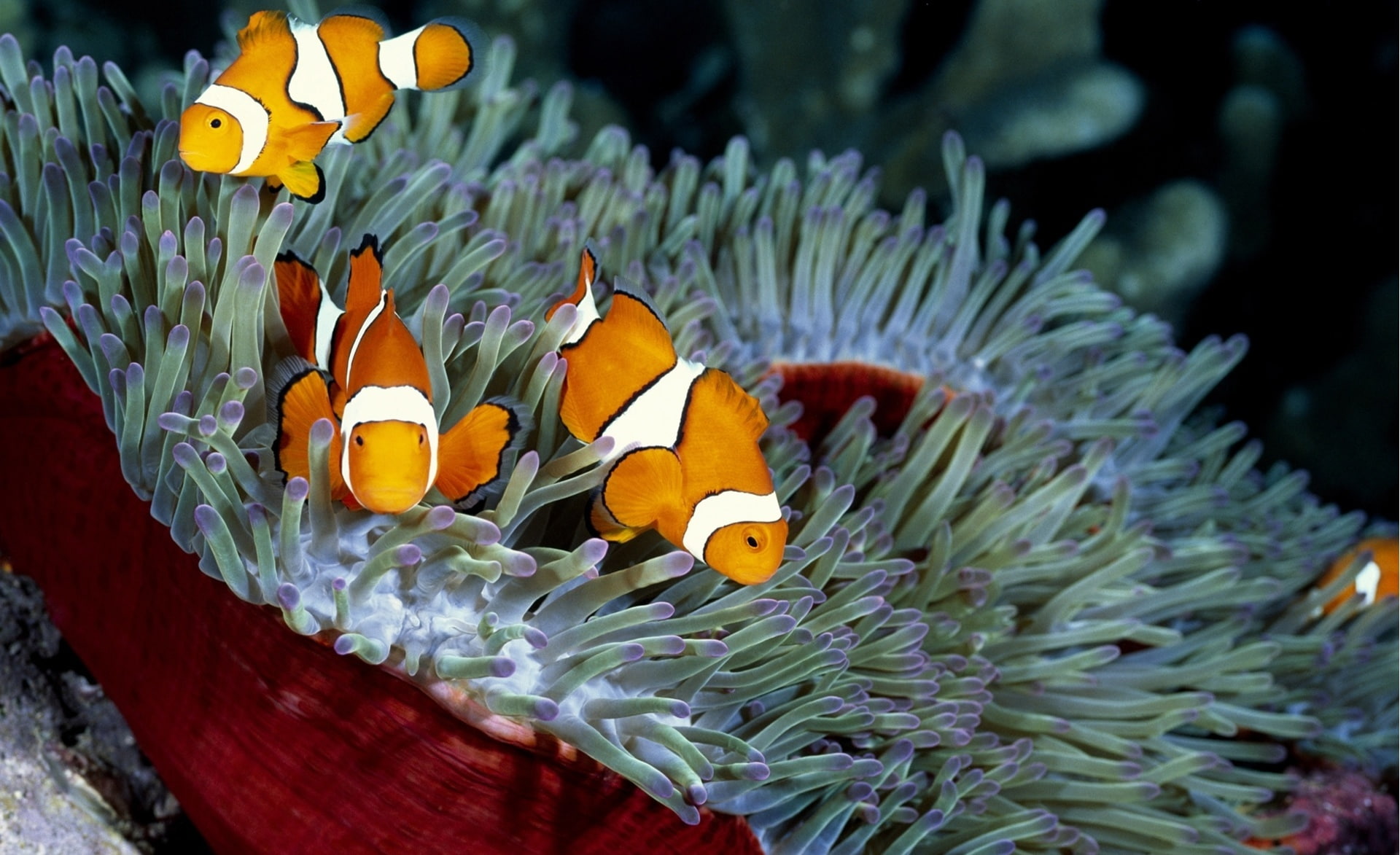 group of animals, nature, animal wildlife, coral, underwater, marine, undersea, 1080P, invertebrate, no people, animal themes, clown fish, three, water, HD Wallpaper