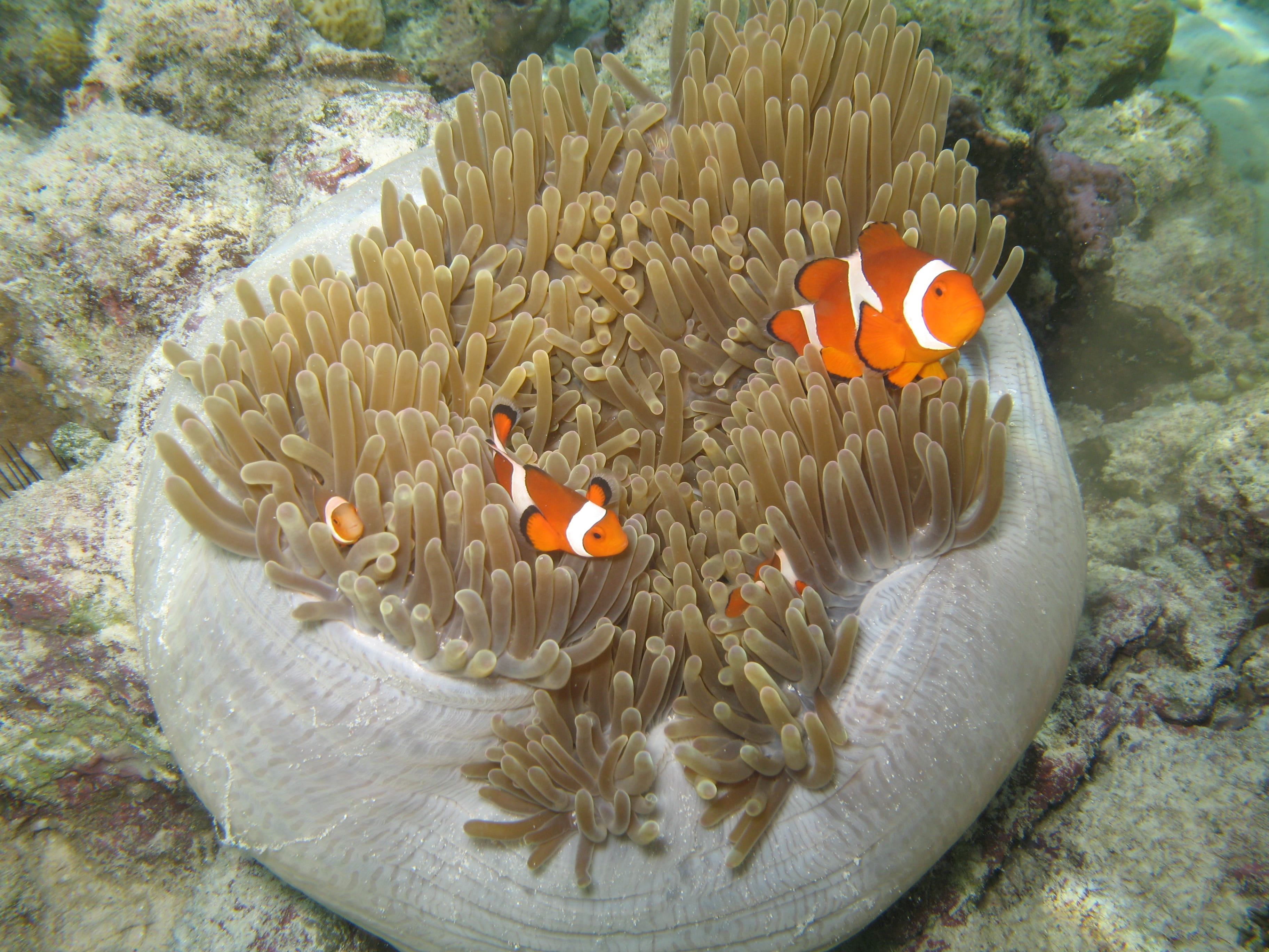 two, malaysia, animal themes, no people, fish, water, clownfish, nemo, symbiotic relationship, underwater, marine, sea life, clown, coral, 2K, sea, animals in the wild, HD Wallpaper