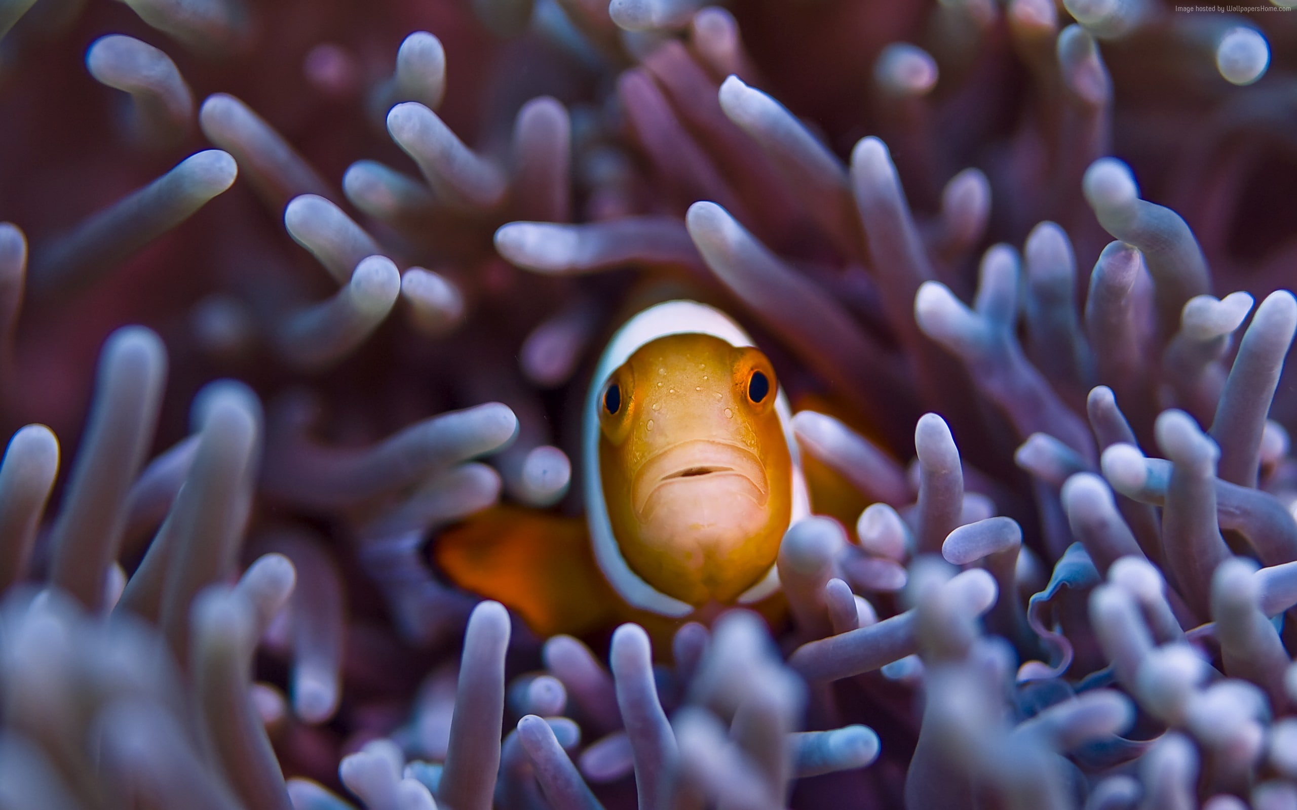 vertebrate, marine, animals in the wild, sea, one animal, 2K, undersea, clown fish, close-up, life, wallpape, gili, hd, sea life, bali, no people, island, HD Wallpaper