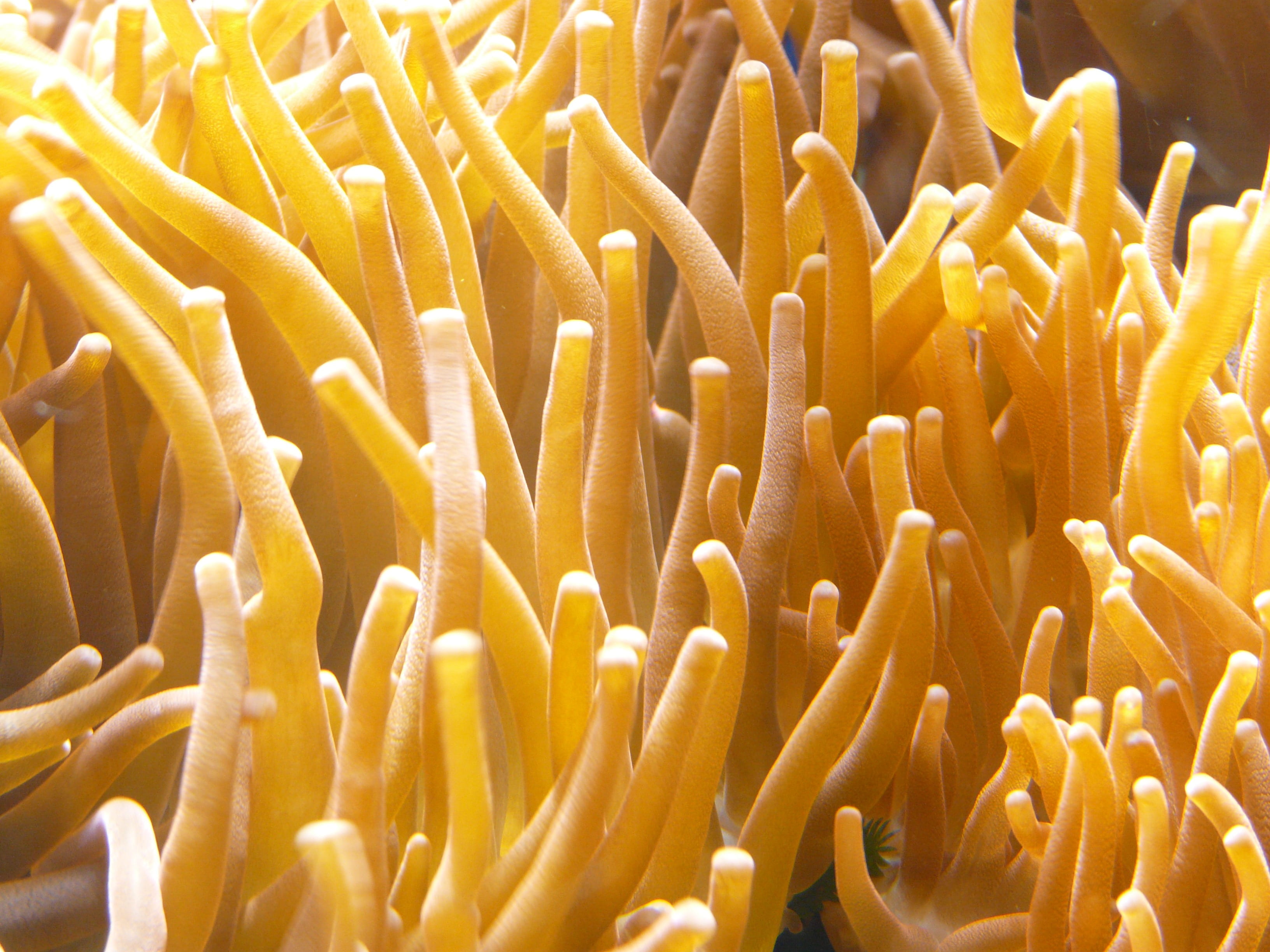 undersea, group of animals, aquarium, animals in the wild, ecosystem, 2K, sea life, clown fish, seenelken, beauty in nature, animal themes, yellow, close-up, HD Wallpaper