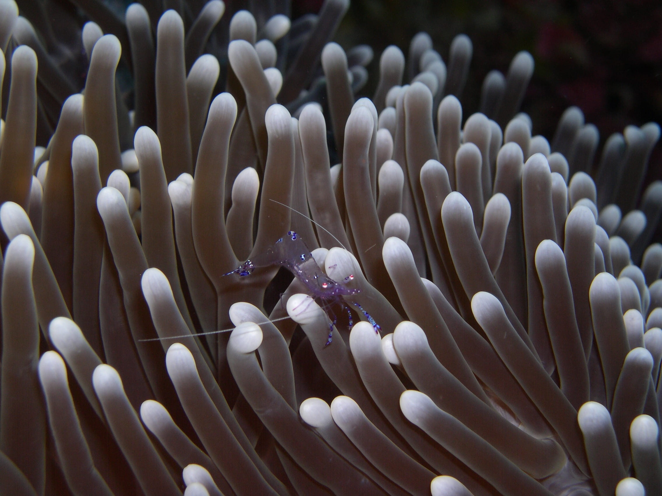 1080P, beauty in nature, anemone, animals in the wild, shrimp, marine, close-up, invertebrate, coral, purple, water, animal, sea anemone, nature, undersea, HD Wallpaper