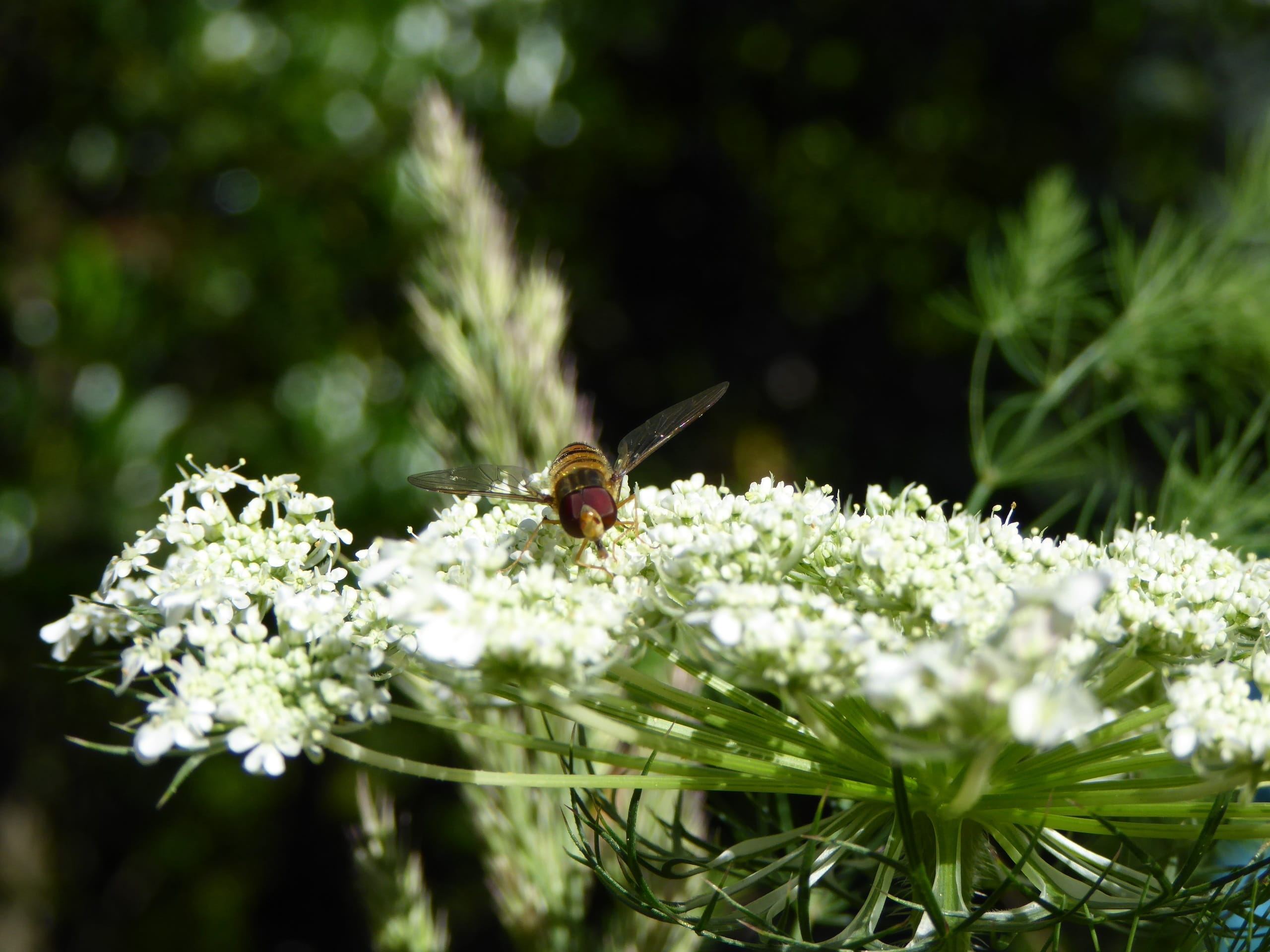 one animal, symbiotic relationship, Fly, vespe, animal, nature, Insect, close, Wing, creature, animal world, nature flower, Bee, no people, way flowering, HD Wallpaper