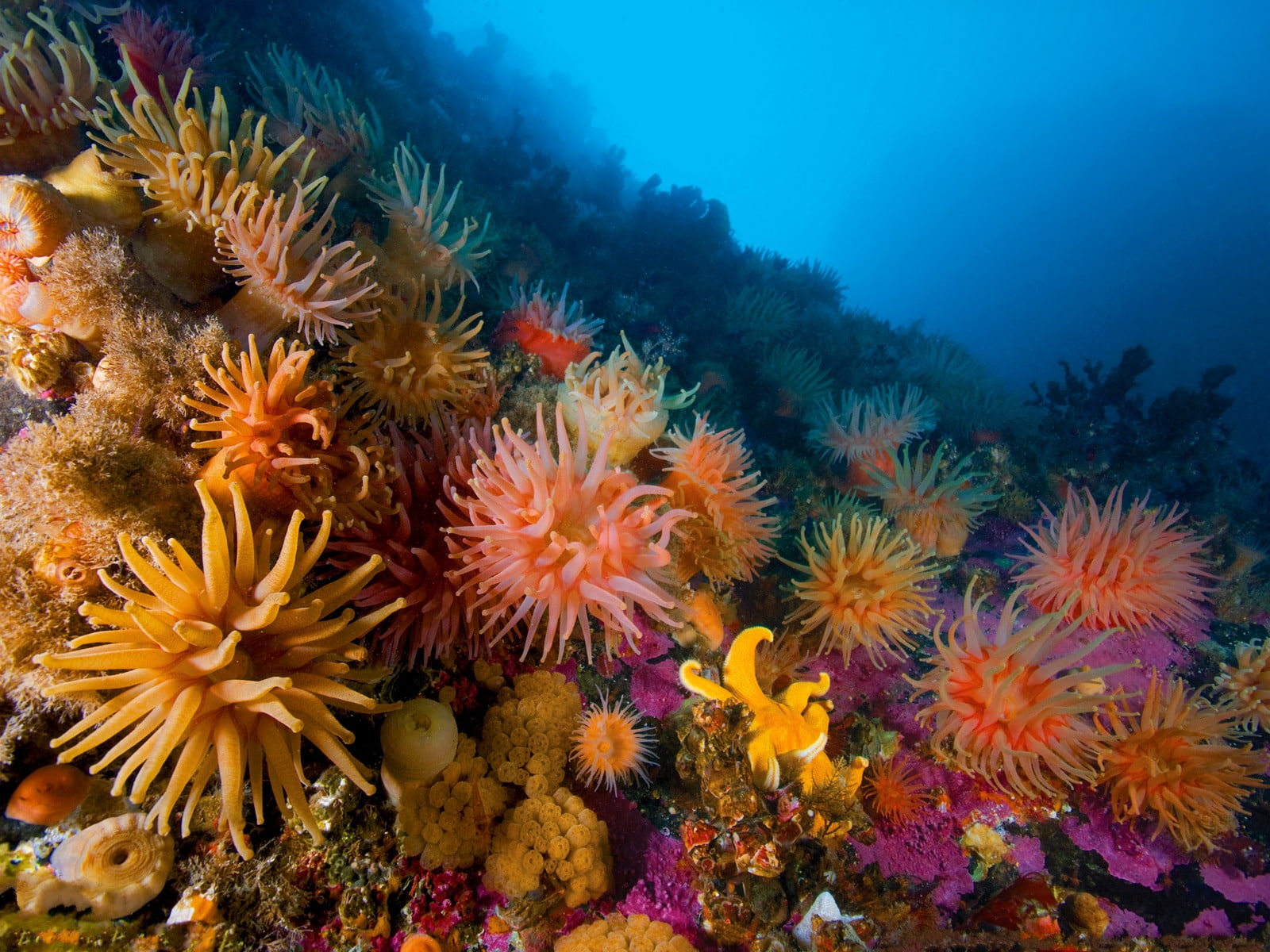 720P, marine, underwater, beauty in nature, Coral, animal wildlife, ocean, invertebrate, sea, symbiotic relationship, ecosystem, Anemones, close-up, fish, HD Wallpaper