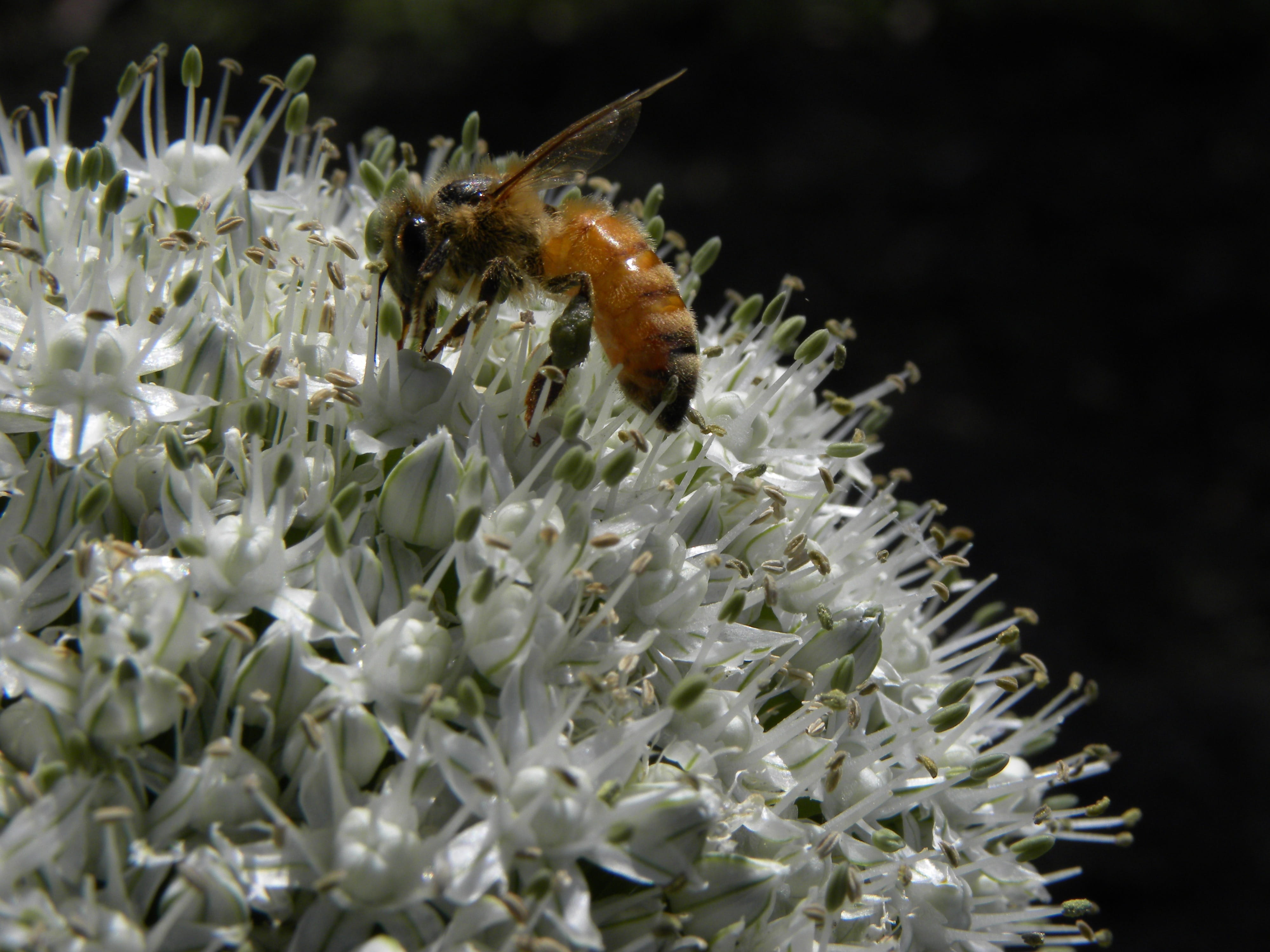 one animal, insect, underwater, pollen, Flower, botany, growth, flower head, animals in the wild, plant, close-up, animal themes, animal wildlife, vulnerability, HD Wallpaper