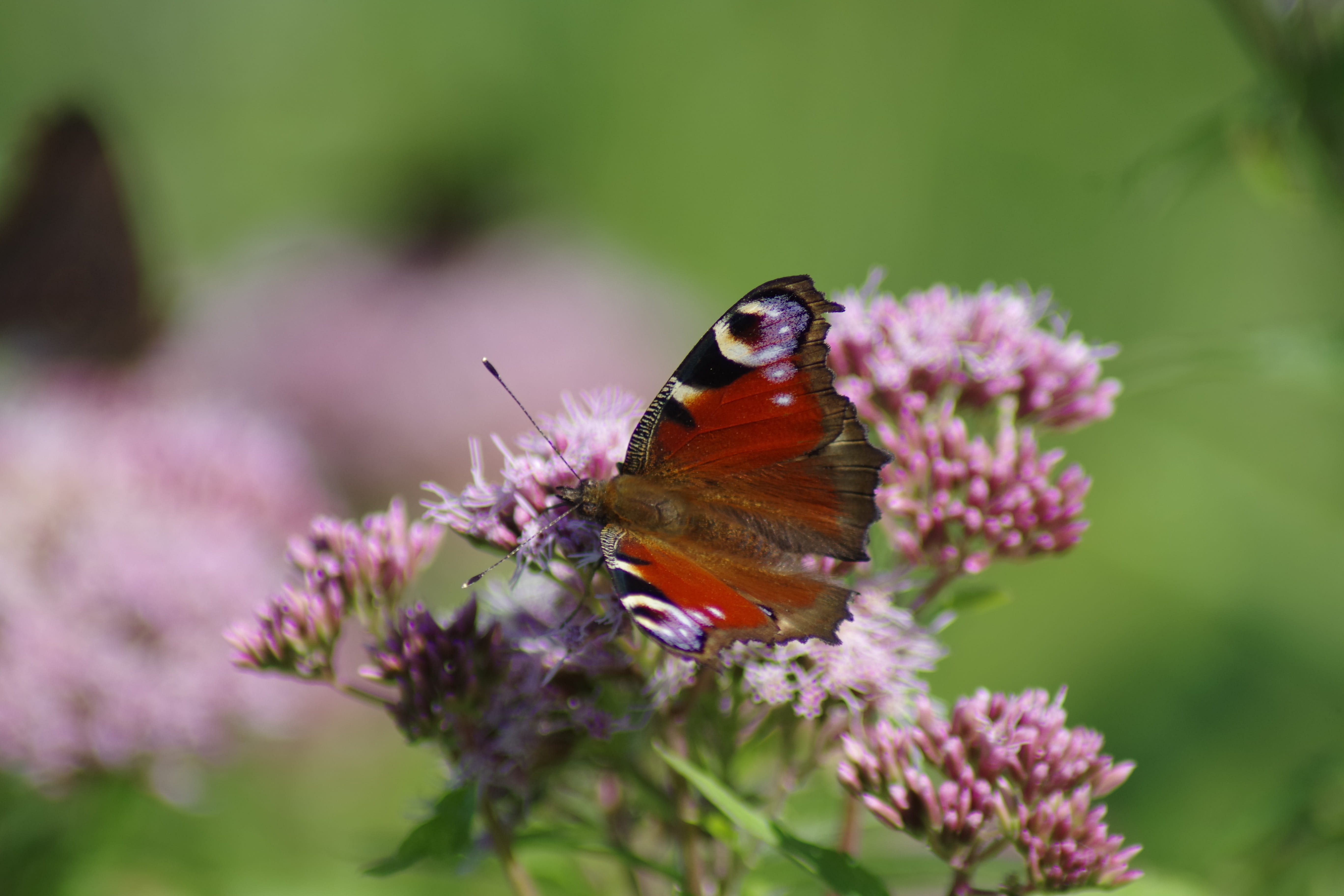 petal, freshness, butterfly - insect, animal wildlife, flowering plant, animal, pollination, nature, animal wing, beauty in nature, invertebrate, spring, HD Wallpaper