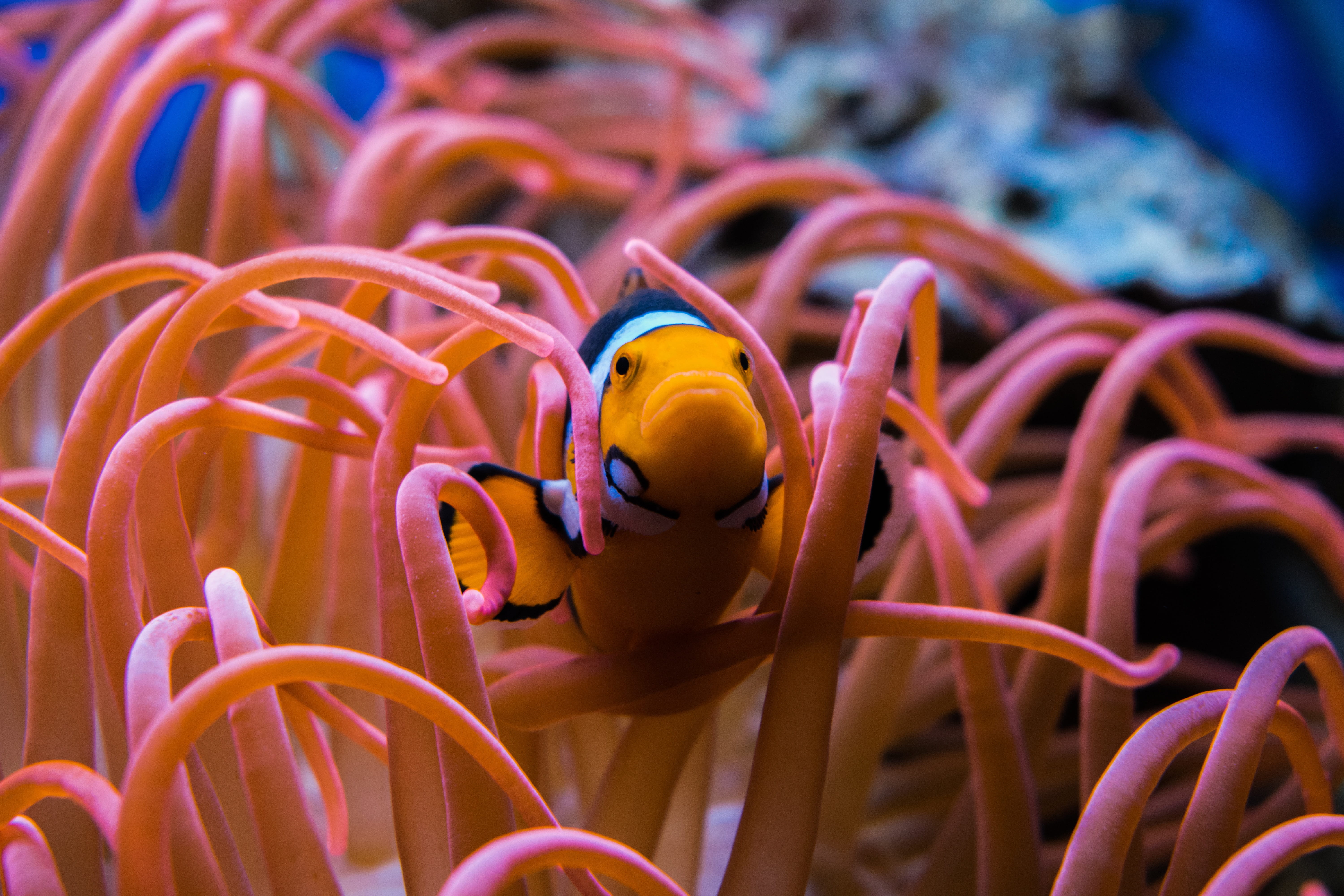 sea, close-up, sea life, no people, animal, beauty in nature, orange, photography, ocean, marine, undersea, underwater, clown fish, fish, clown, animal themes, HD Wallpaper