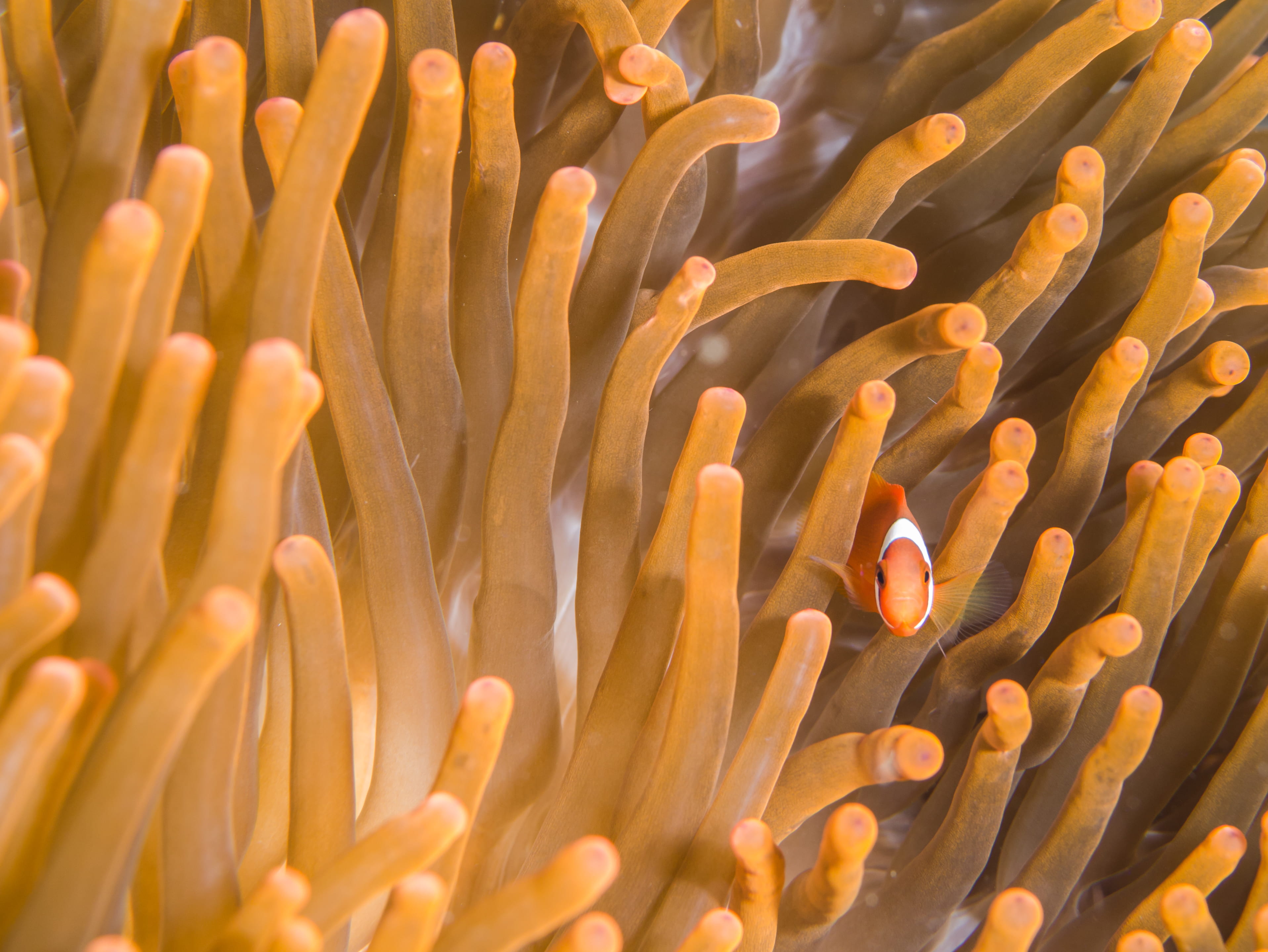 ecosystem, sea life, coral, close-up, underwater, animal wildlife, 2K, sea, symbiotic relationship, life, animals in the wild, animal themes, reef, clown, HD Wallpaper