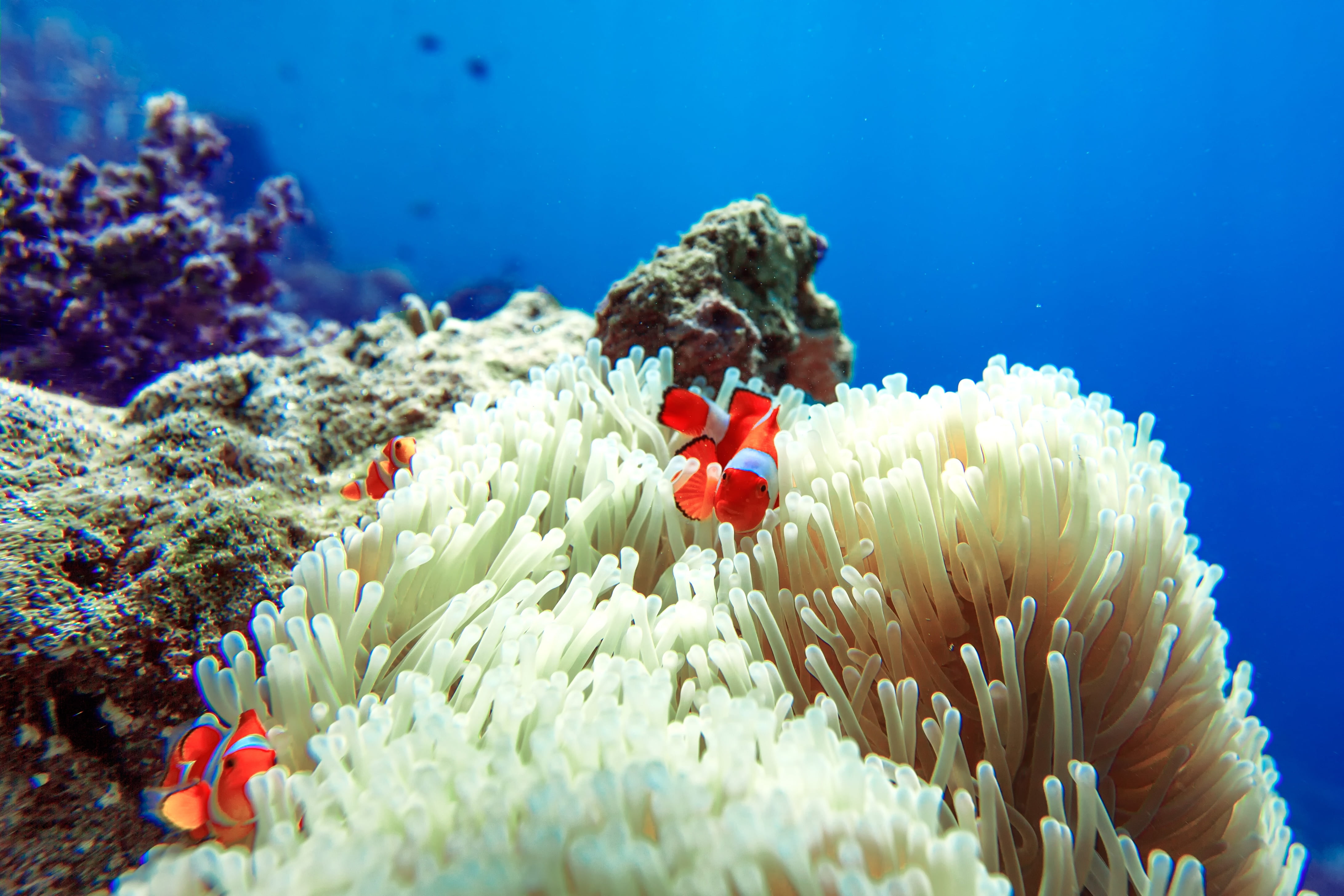 animal, beauty in nature, nature, widi islands, indonesia, animal wildlife, sea anemone, halmahera, water, animal themes, sea, clownfish, underwater, clown fish, HD Wallpaper