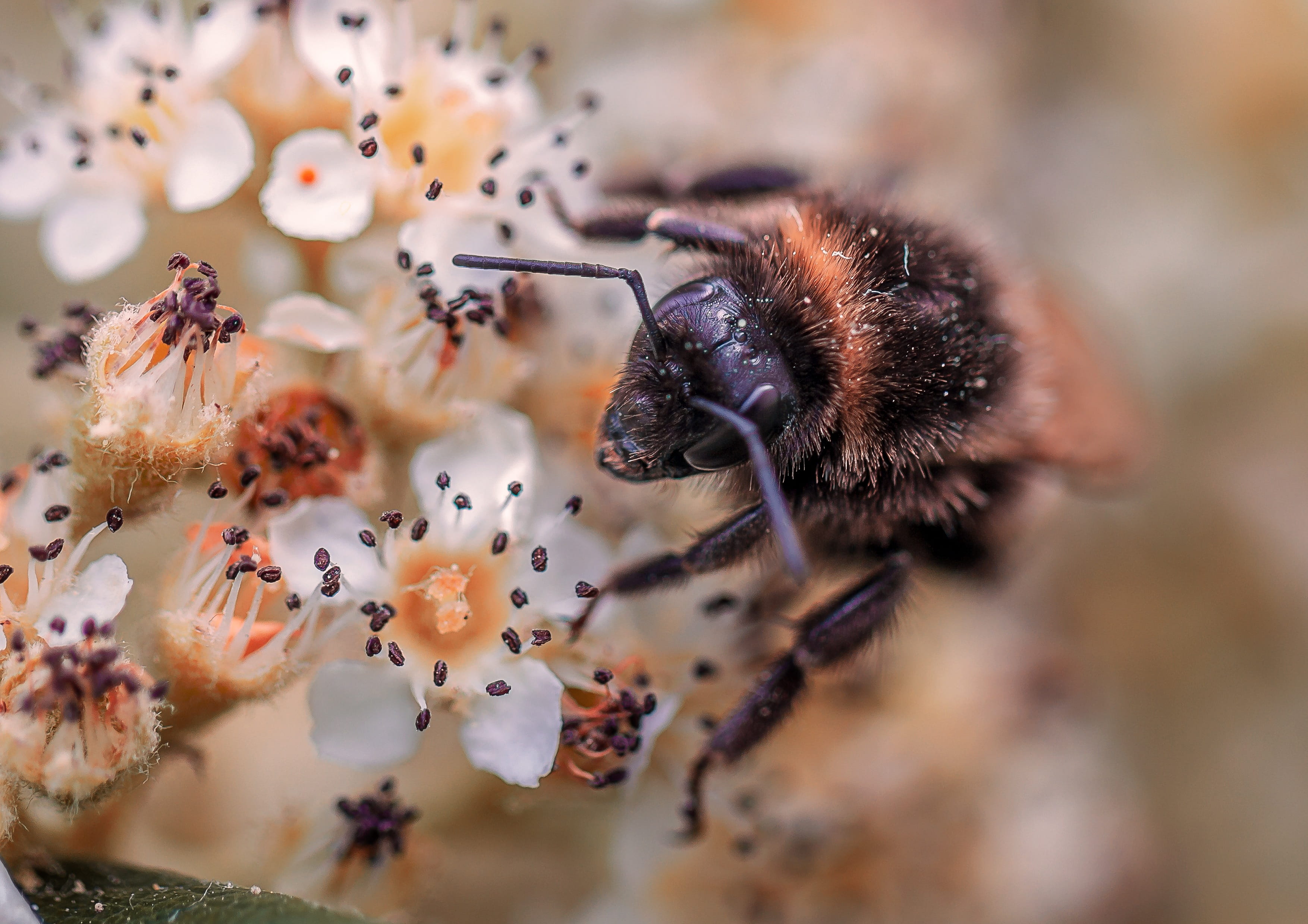 animal, one animal, growth, no people, selective focus, symbiotic relationship, 2K, beauty in nature, close-up, bourdon, flower, insect, plant, animal themes, HD Wallpaper