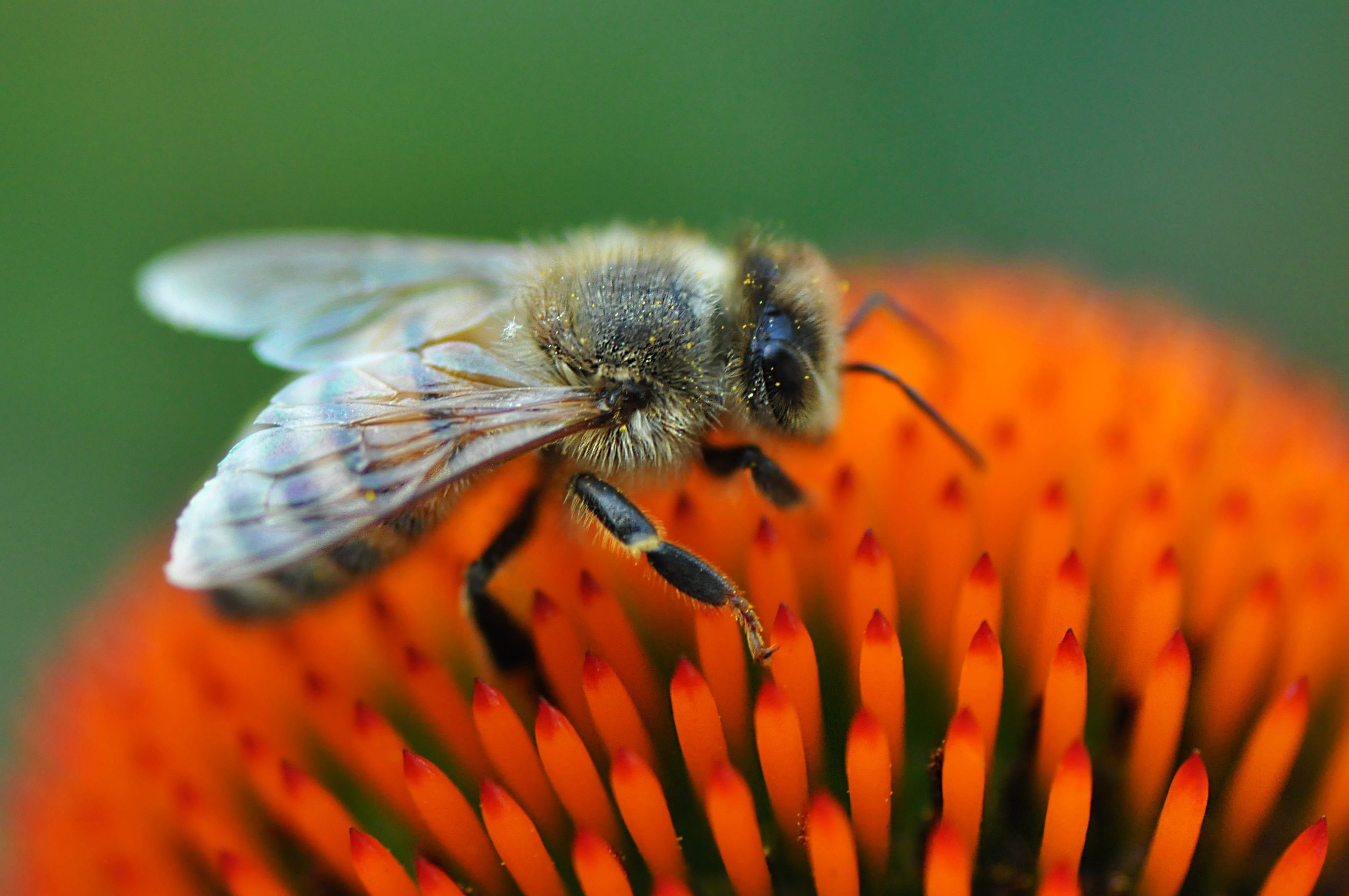 invertebrate, flowering plant, beauty in nature, petal, symbiotic relationship, summer, fragility, animal wildlife, legs, honey wings, growth, inflorescence, HD Wallpaper