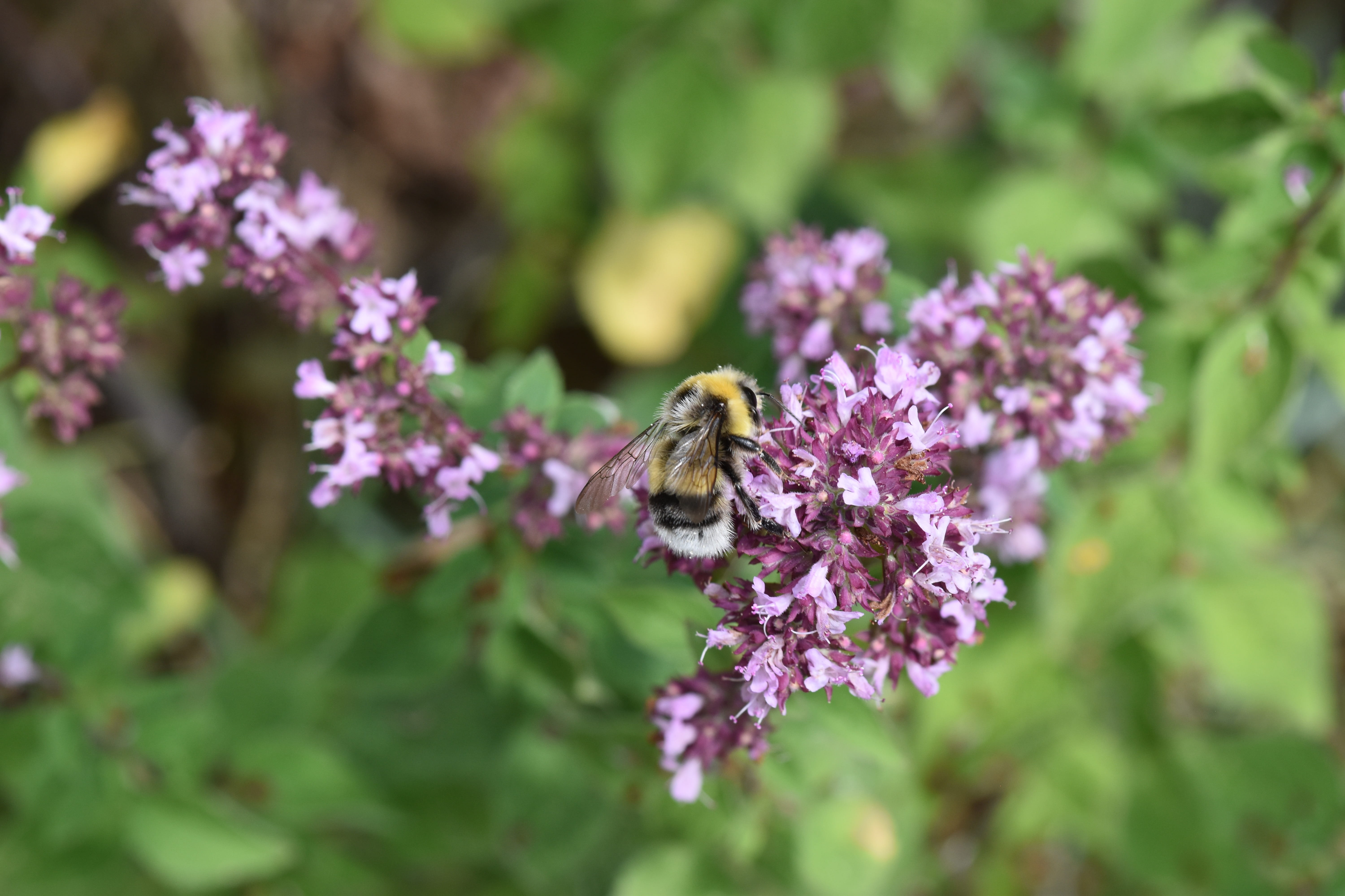 insect, oregano, no people, beauty in nature, 5K, fragility, growth, purple, animals in the wild, animal wildlife, bee, lilac, plant, flowering plant, HD Wallpaper