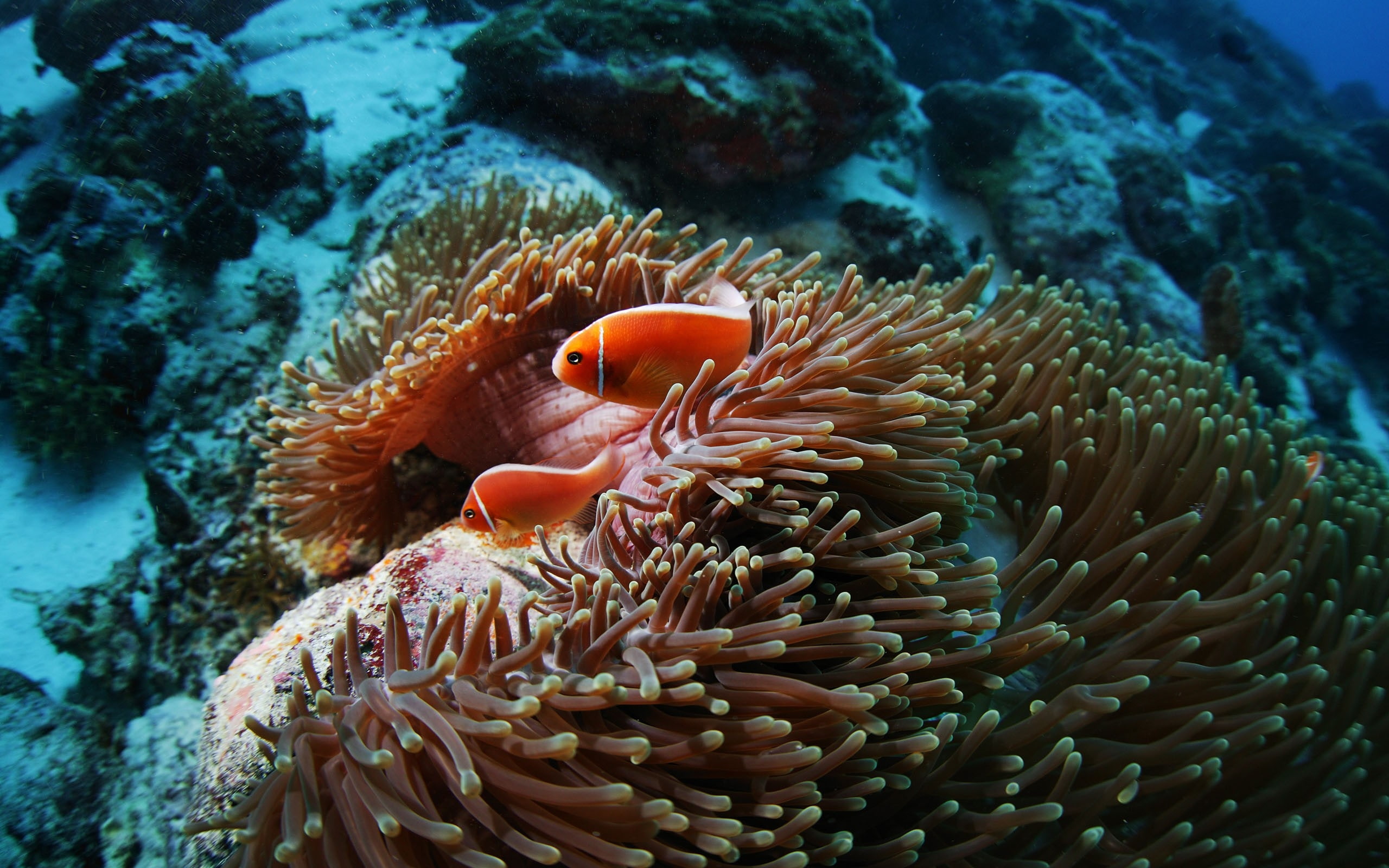 2K, animal wildlife, nature, clown fish, undersea, animals in the wild, coral, underwater, beauty in nature, sea, coral reef, vertebrate, Animal, anemone, HD Wallpaper