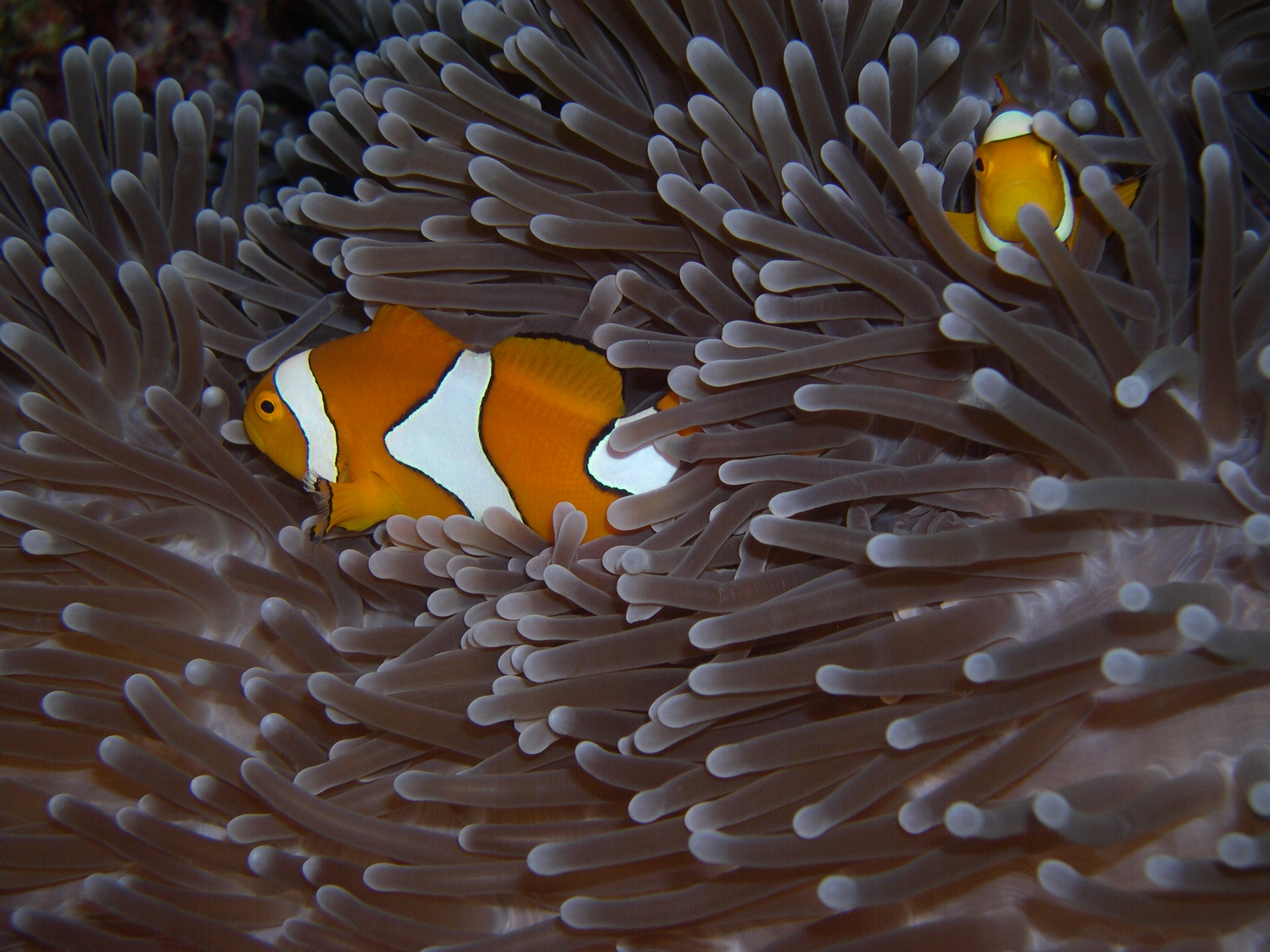 vertebrate, marine, clown, immersion, clown fish, undersea, sea, white, clownfish, sea anemone, anemone, beauty in nature, group of animals, animal themes, HD Wallpaper