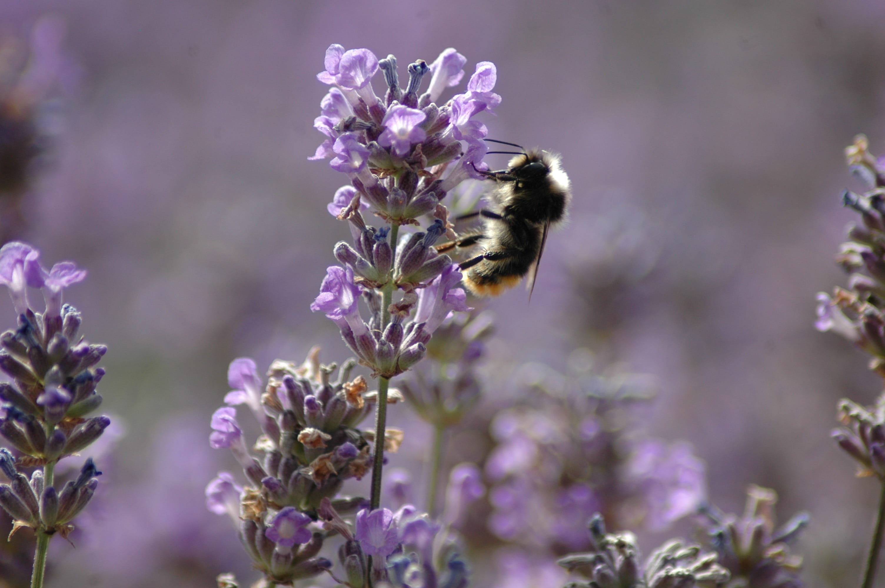 close-up, honey, plant, bumblebee, pollination, season, flowering plant, beauty in nature, blossom, flower, garden, invertebrate, animal wildlife, lavender, HD Wallpaper
