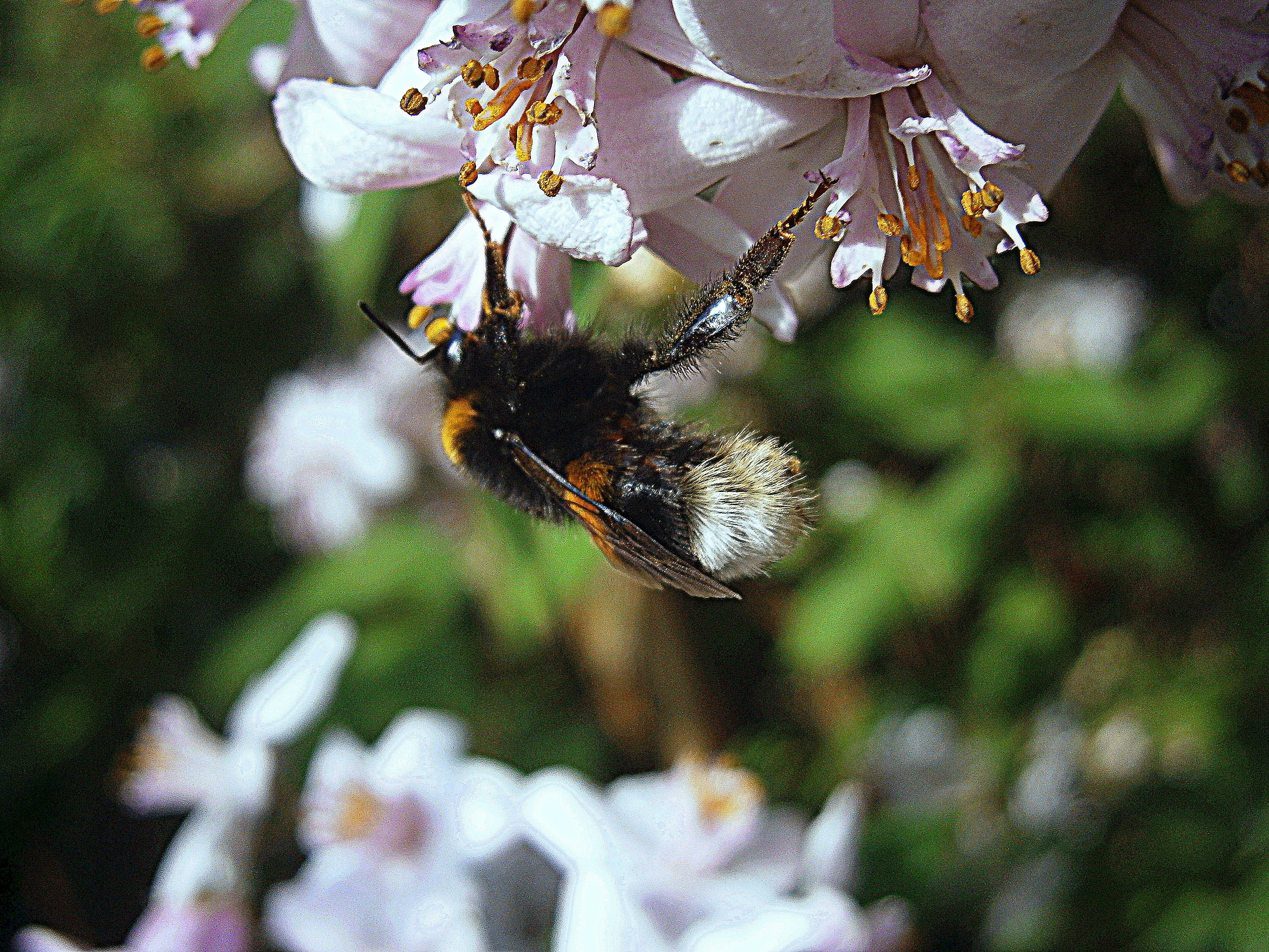 garden, beautiful, bell, bumblebees, pollination, queen, plant, hummel, spring, nectar, pollen, symbiotic relationship, flowers, whopper, bloom, wing, animals in the wild, HD Wallpaper