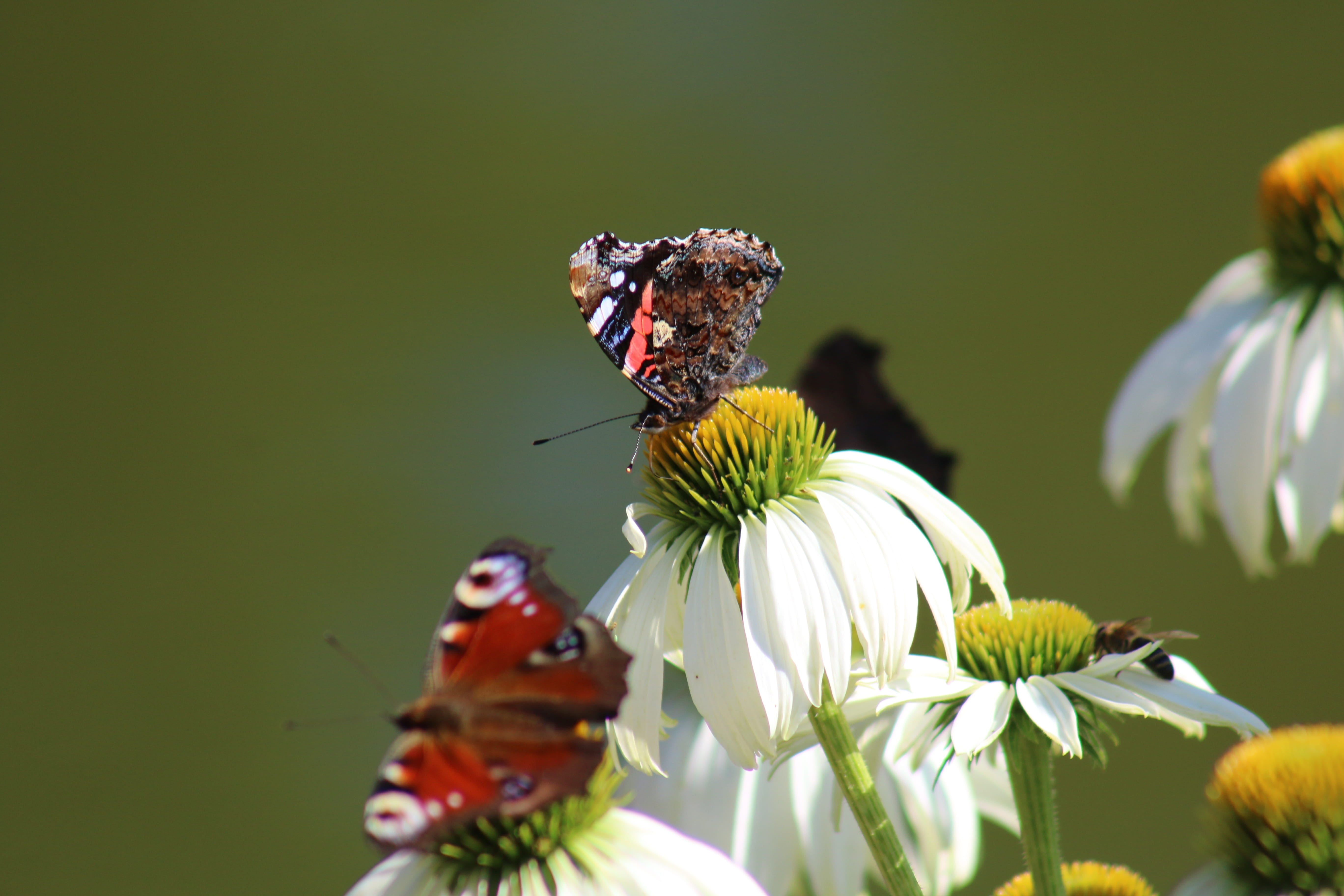 close-up, fragility, freshness, butterfly - insect, animal themes, symbiotic relationship, plant, animal, insect, flowering plant, animal wildlife, pollen, HD Wallpaper