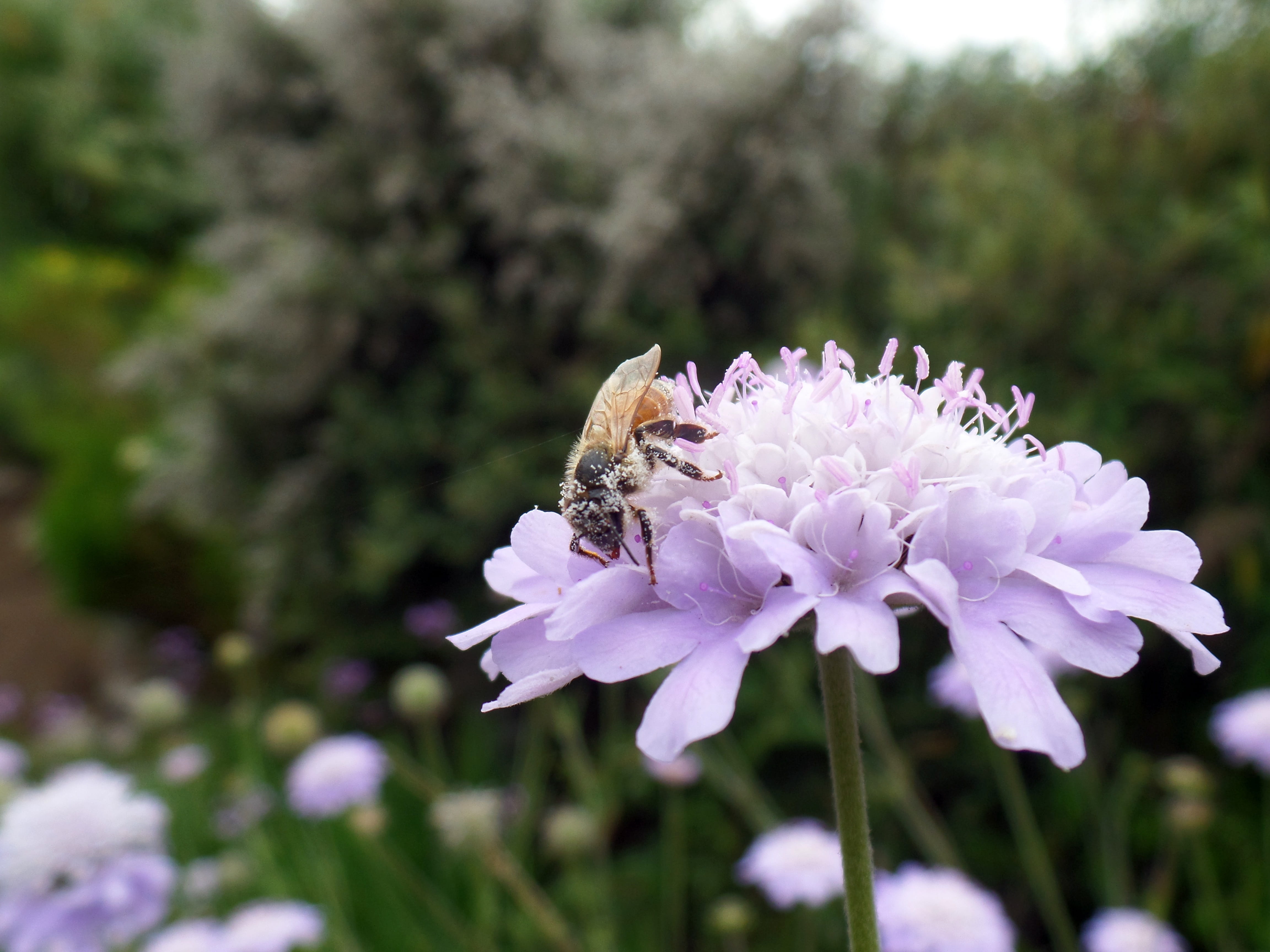 bumblebee, pollen, symbiotic relationship, 4K, flower, vulnerability, no people, bee, nature, animals in the wild, flower head, flowering plant, plant, HD Wallpaper