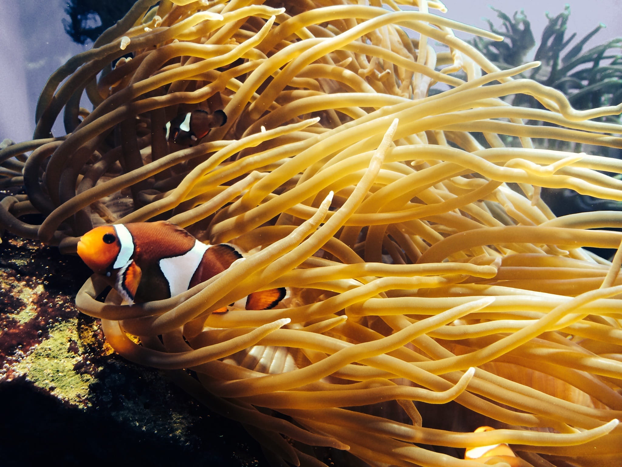 Ocean, water, symbiotic relationship, undersea, no people, lake, coral, fish, animals in the wild, vertebrate, blue, Anemone, beauty in nature, swimming, HD Wallpaper