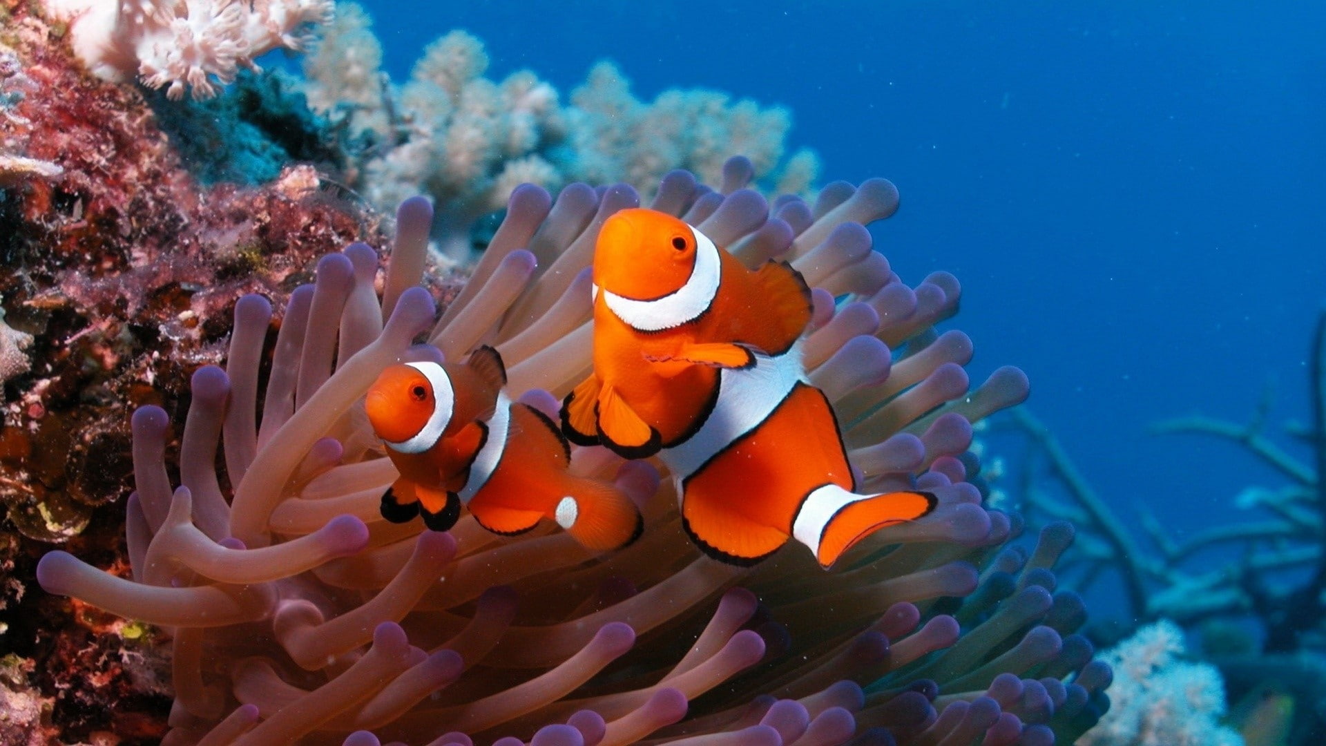 animals in the wild, Reef, Fish, water, clown fish, sea anemone, marine, beauty in nature, Sea, underwater, animal wildlife, 1080P, group of animals, symbiotic relationship, HD Wallpaper