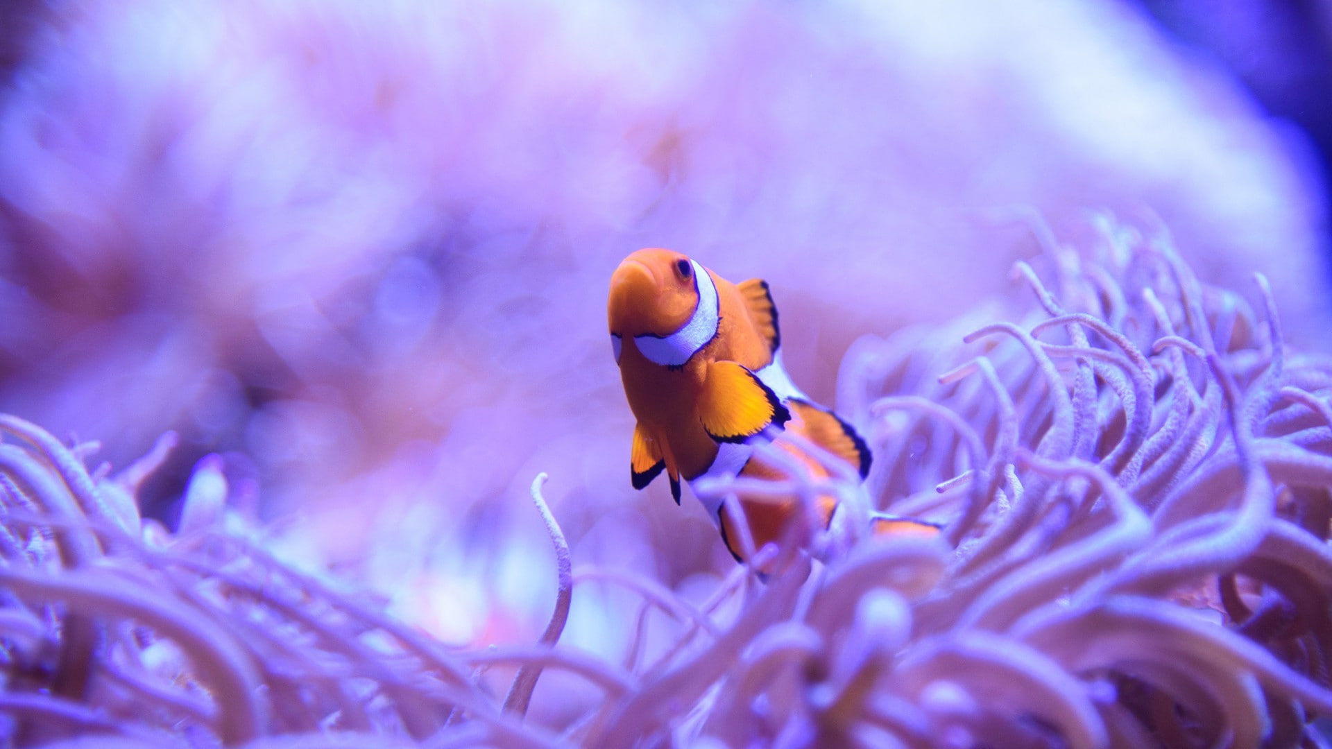 undersea, symbiotic relationship, beauty in nature, animal themes, one animal, clown fish, purple, outdoors, vertebrate, nature, animal wildlife, coral, HD Wallpaper