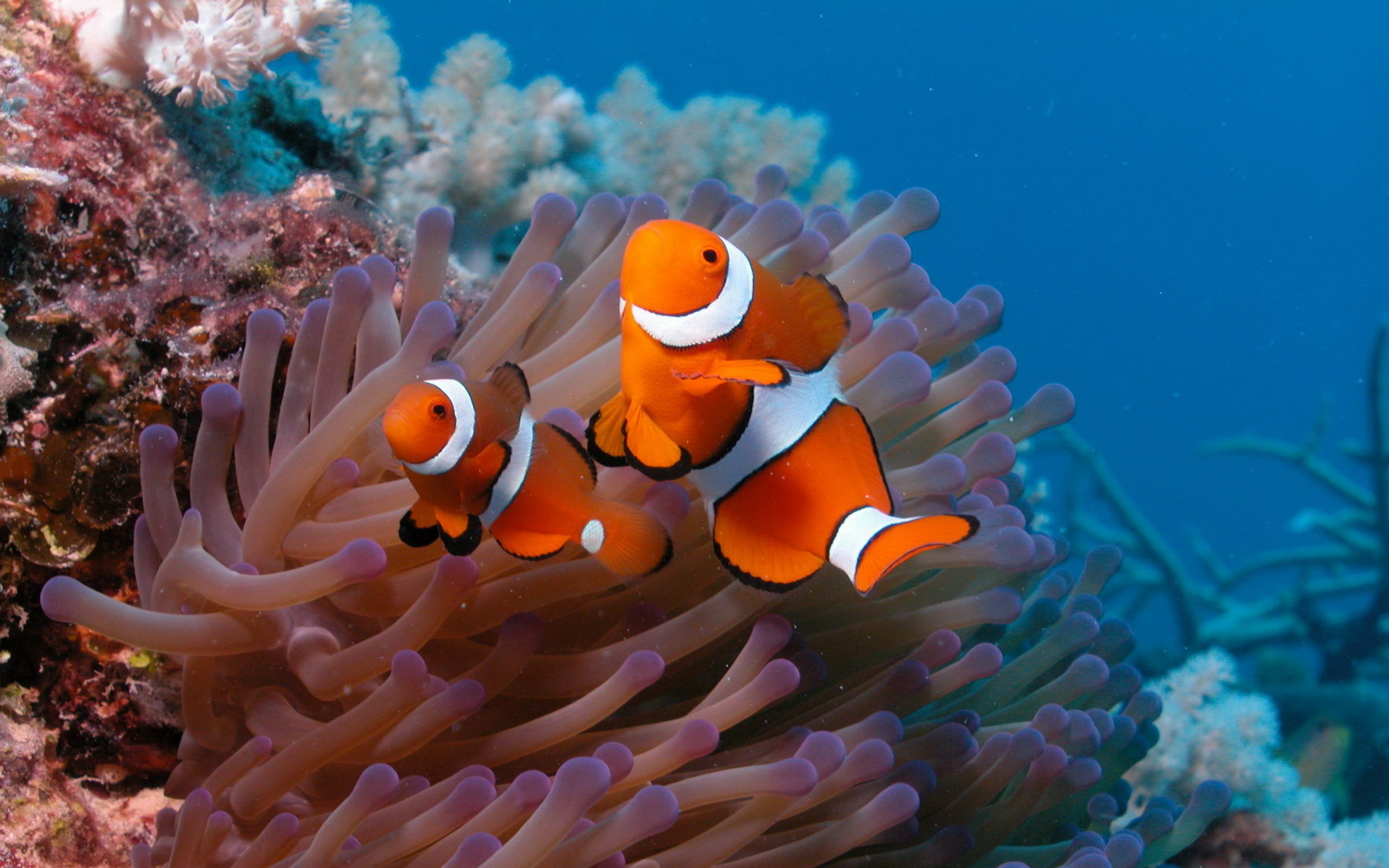 vertebrate, 2K, invertebrate, animals in the wild, underwater, ecosystem, Clownfish, sea anemone, Reef, nature, group of animals, animal themes, water, HD Wallpaper