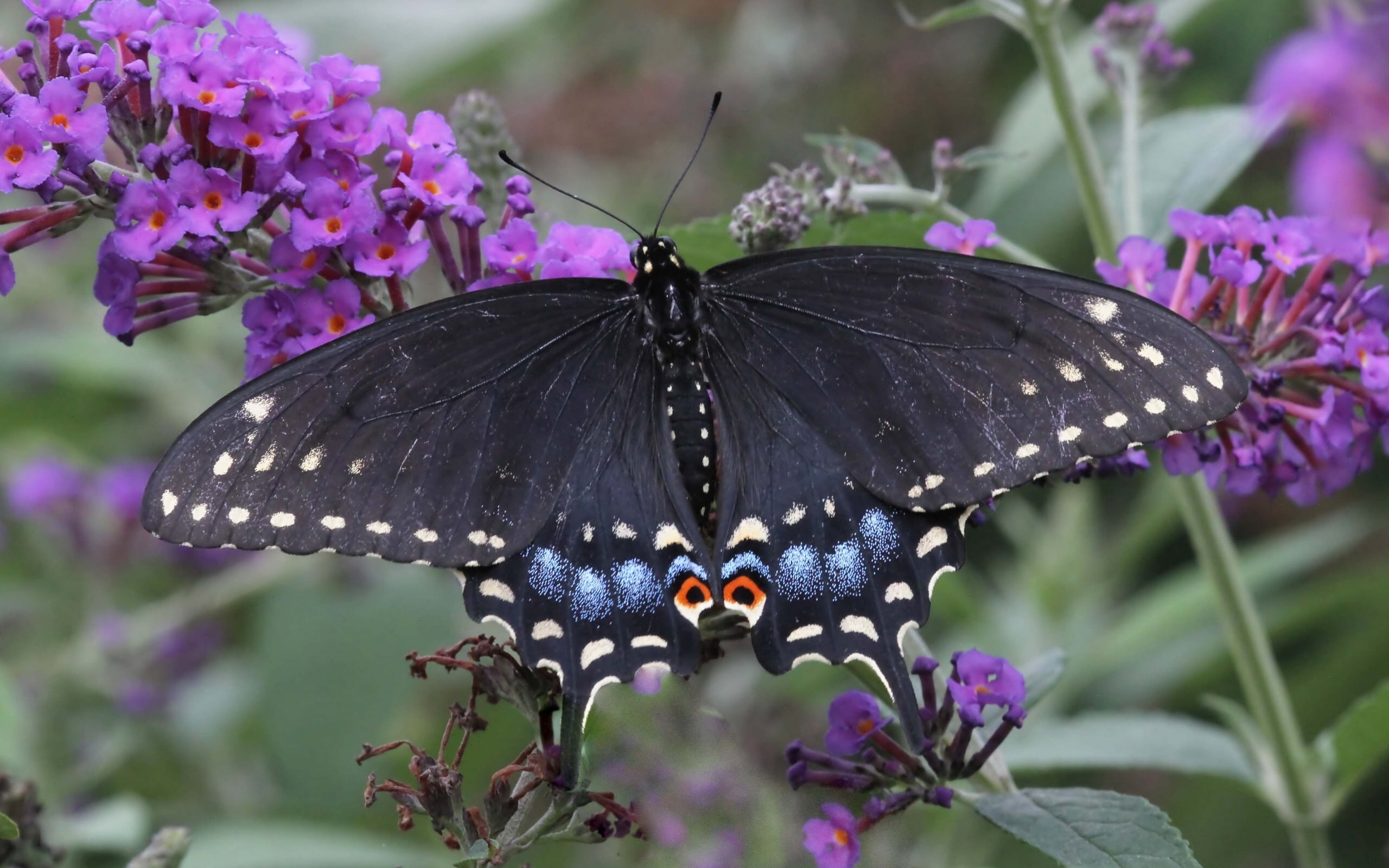 no people, symbiotic relationship, one animal, 2K, flower, black, beauty in nature, butterfly, animal, fragility, pollination, animal wildlife, growth, HD Wallpaper