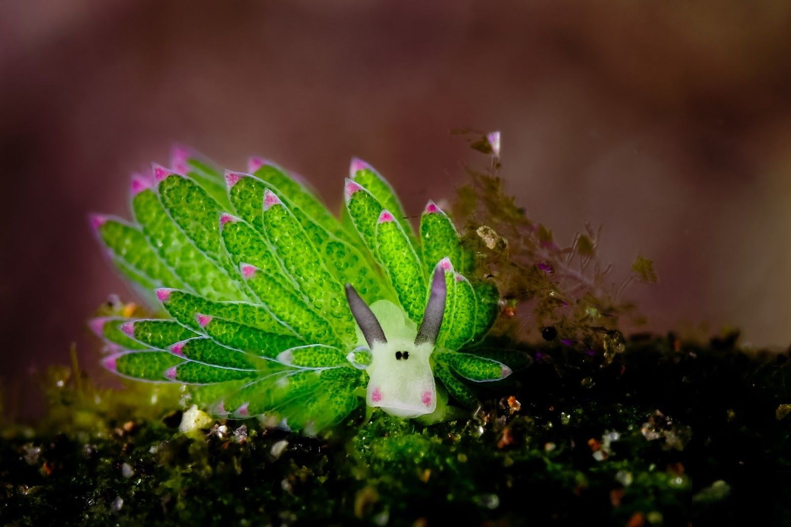 720P, sea slug, HD Wallpaper