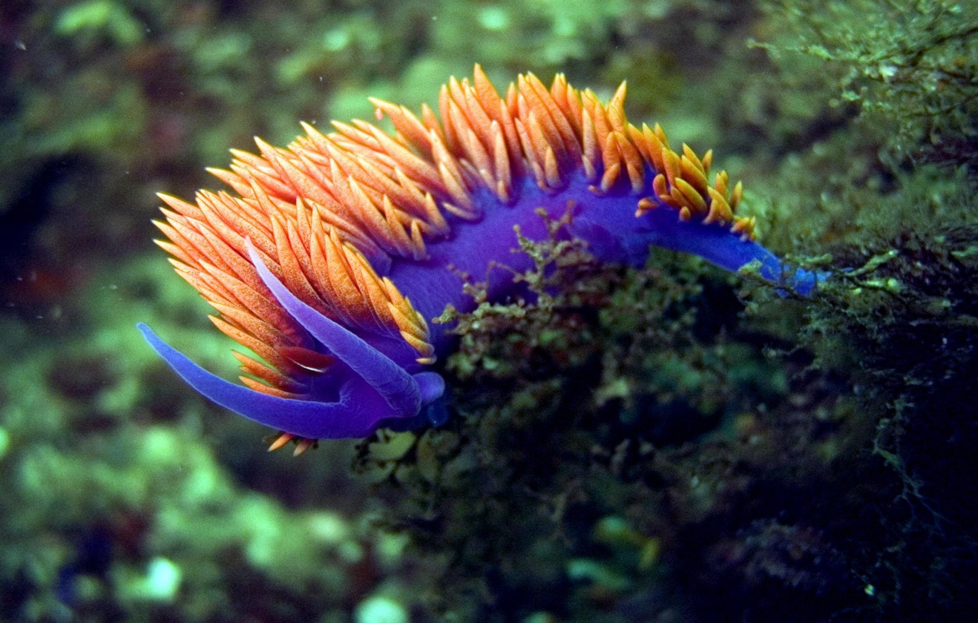 Sea Slug, Animal, 1080P, HD Wallpaper