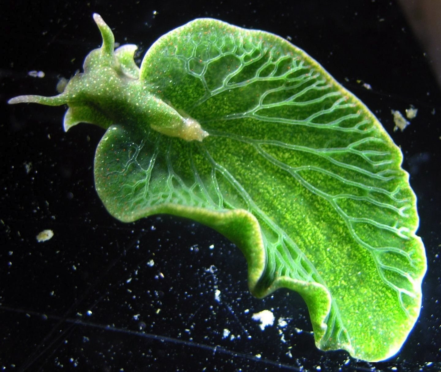 Elysia Chlorotica, Animal, 720P, Sea Slug, HD Wallpaper