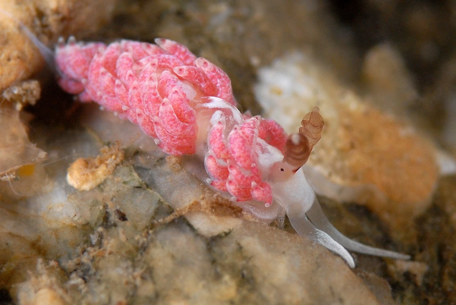 720P, Animal, Sea Slug, HD Wallpaper
