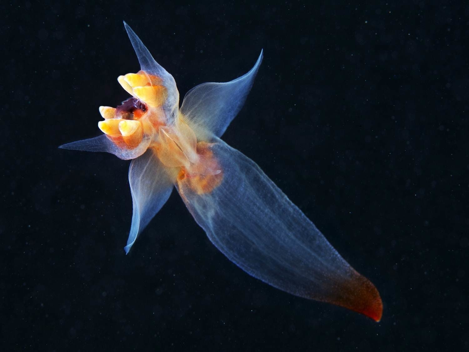 720P, Animal, Nudibranch, Sea Slug, HD Wallpaper