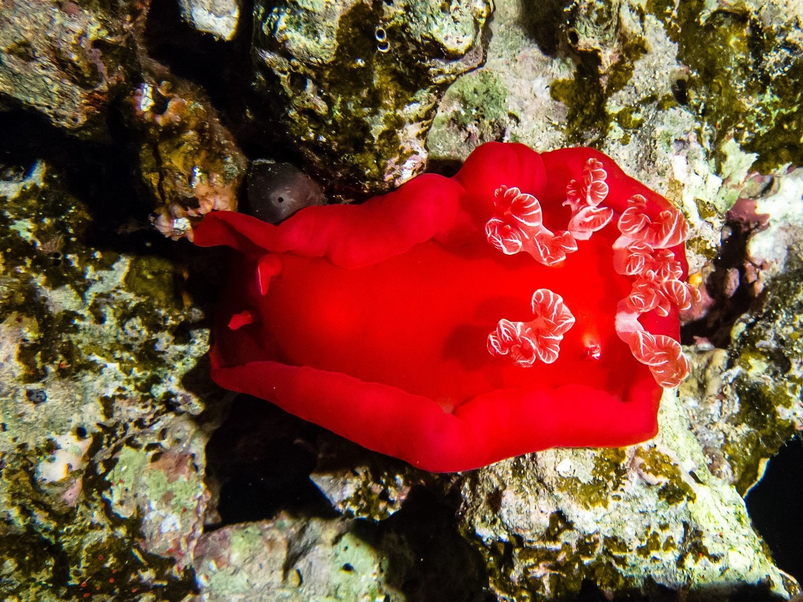 720P, Animal, Nudibranch, Sea Slug, HD Wallpaper